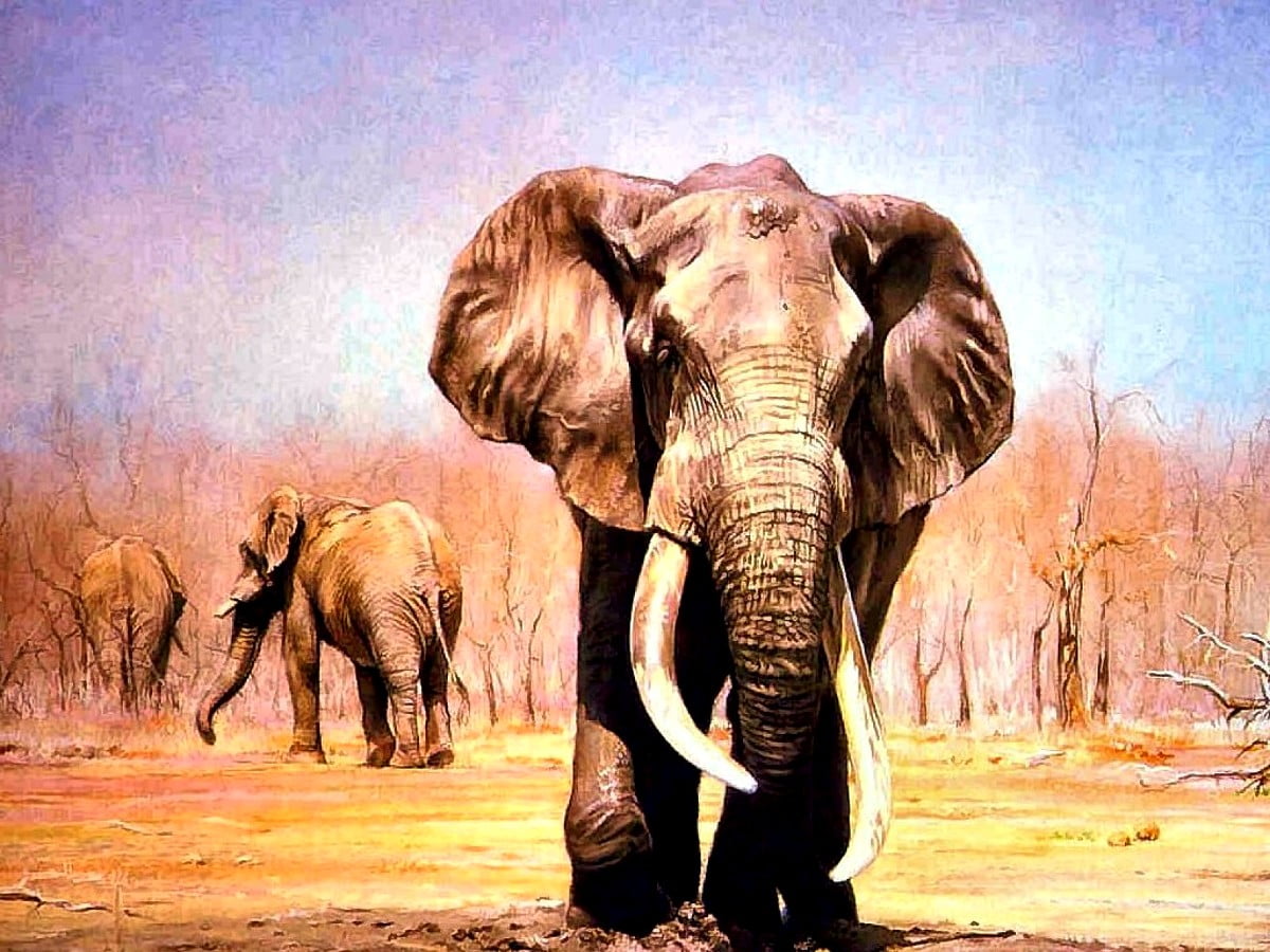 Best Elephant Wallpapers