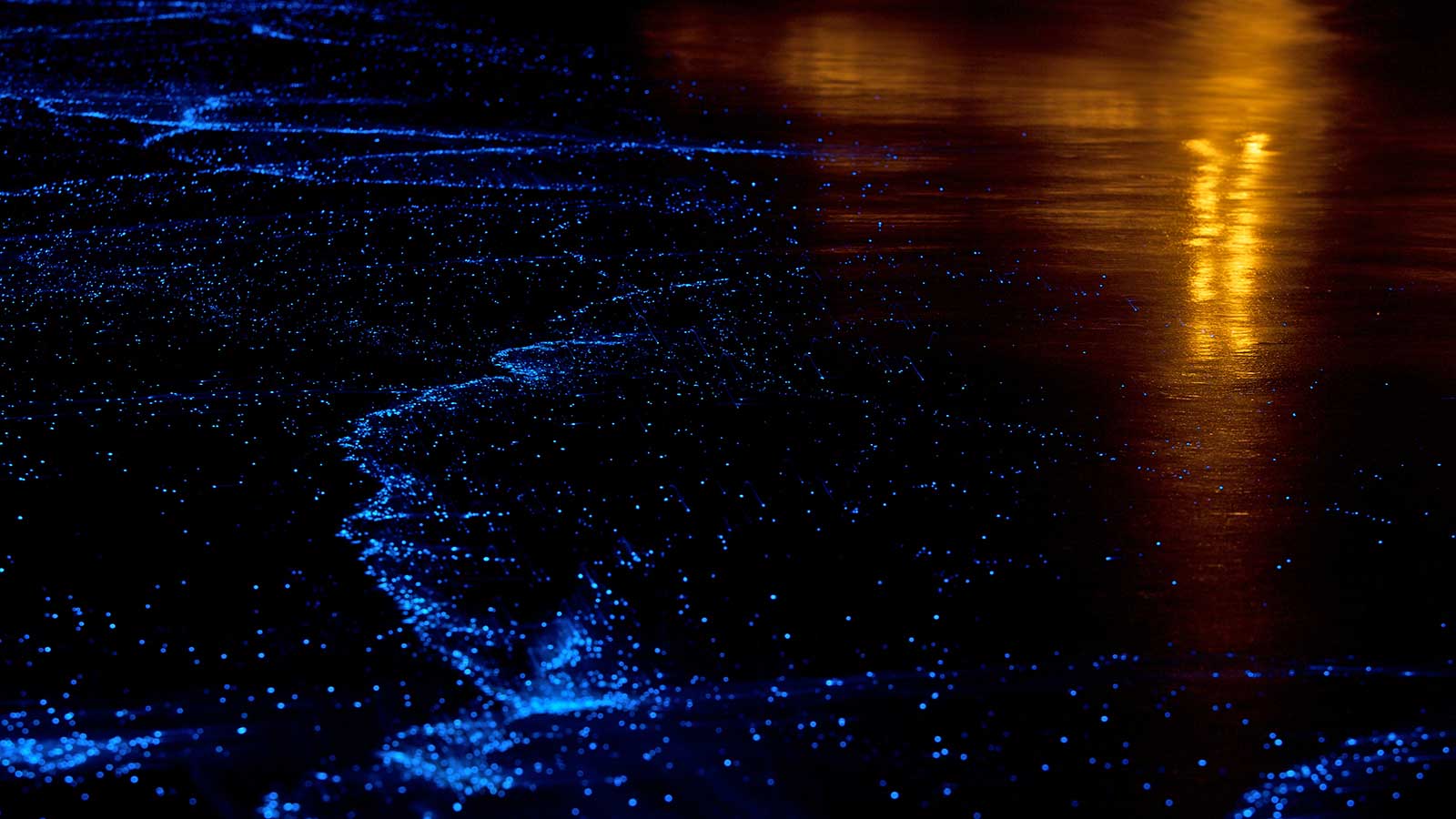 Bioluminescence Wallpapers