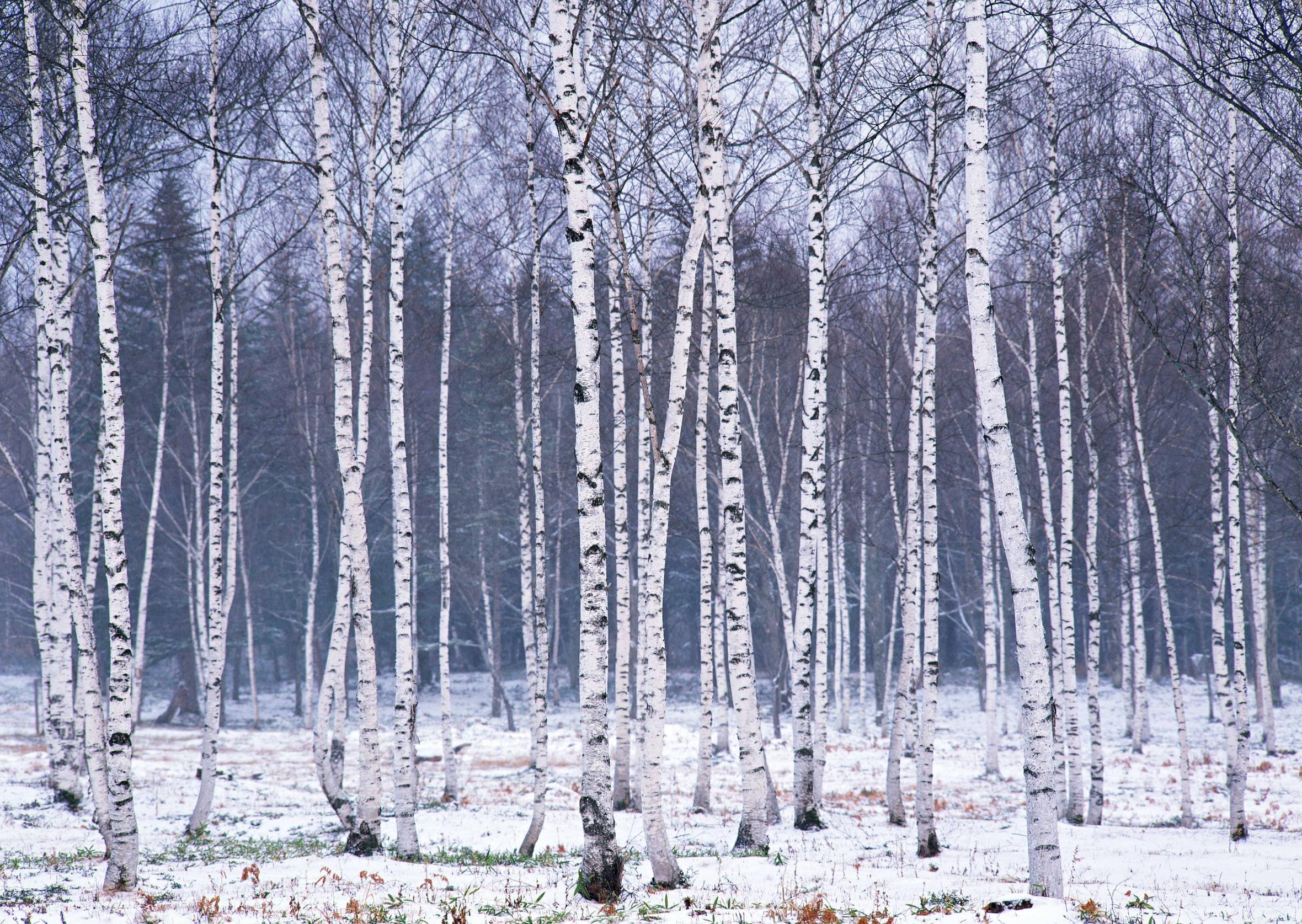 Birch Tree Wallpapers