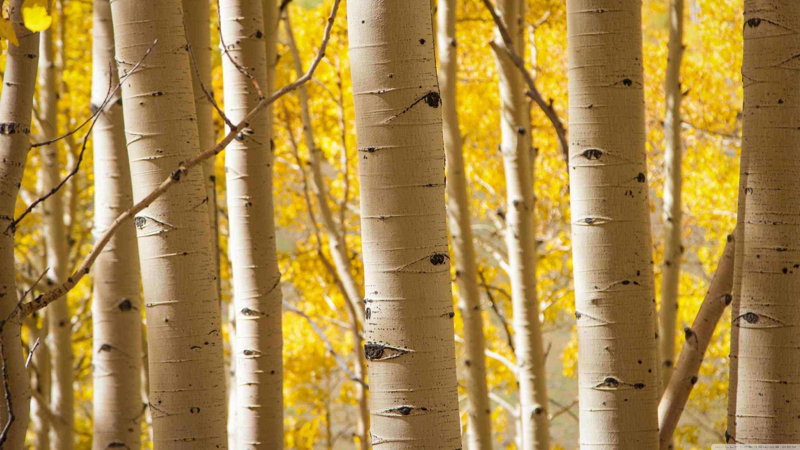 Birch Tree Wallpapers