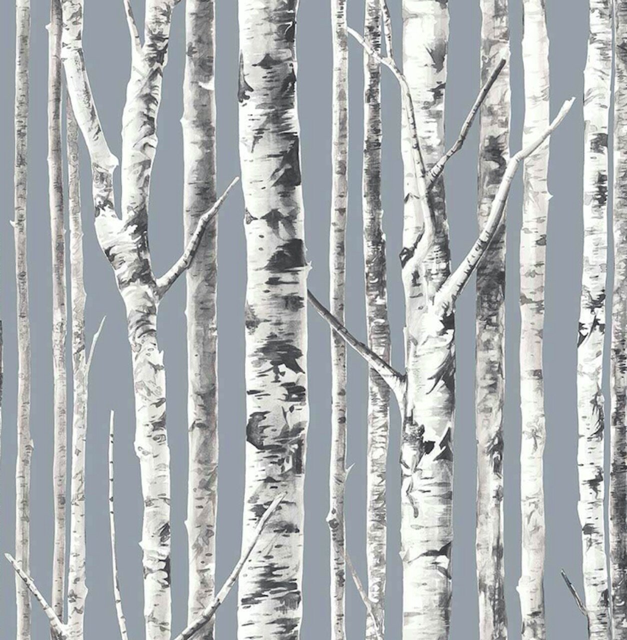 Birch Tree Wallpapers