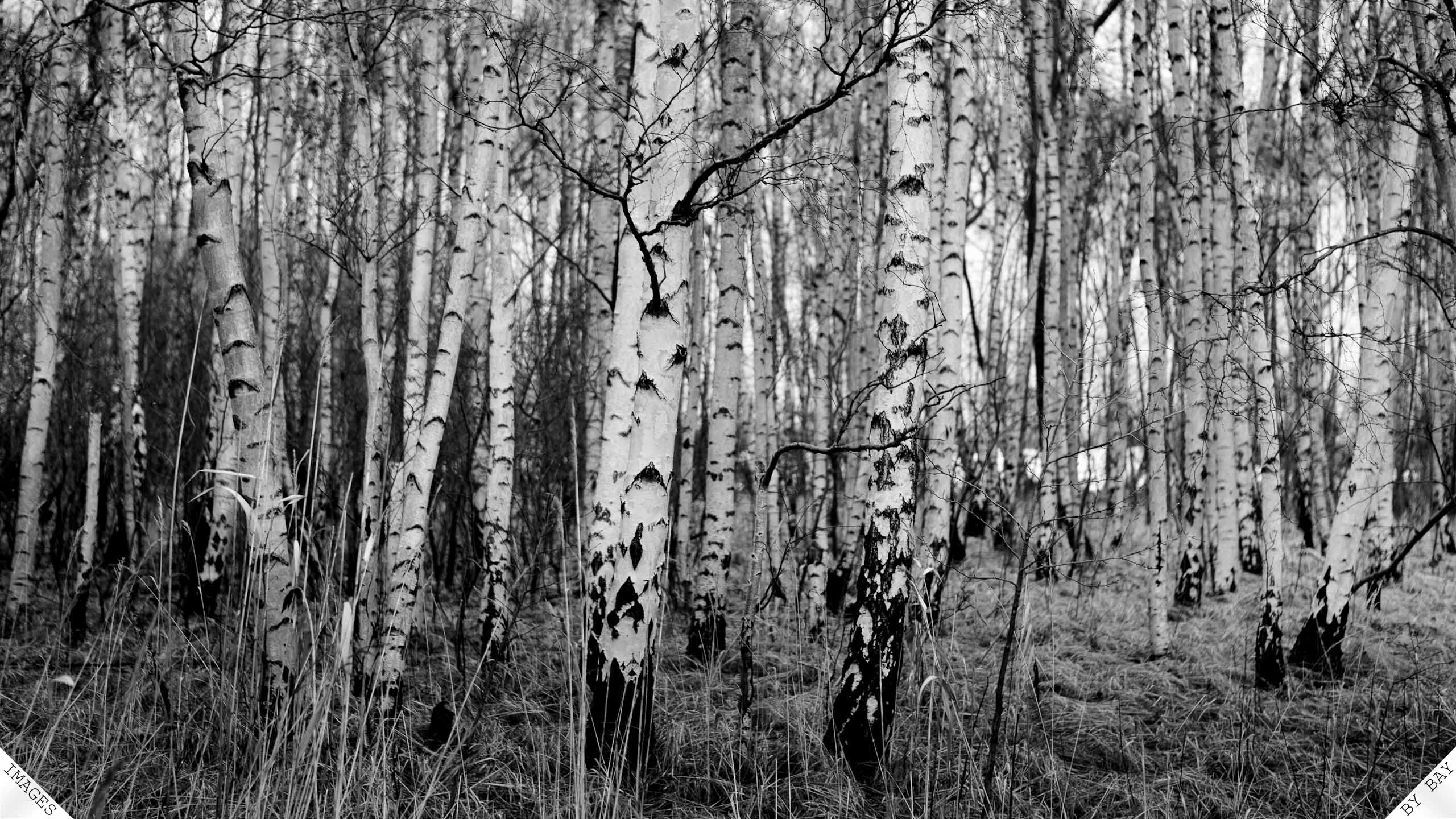 Birch Tree Wallpapers