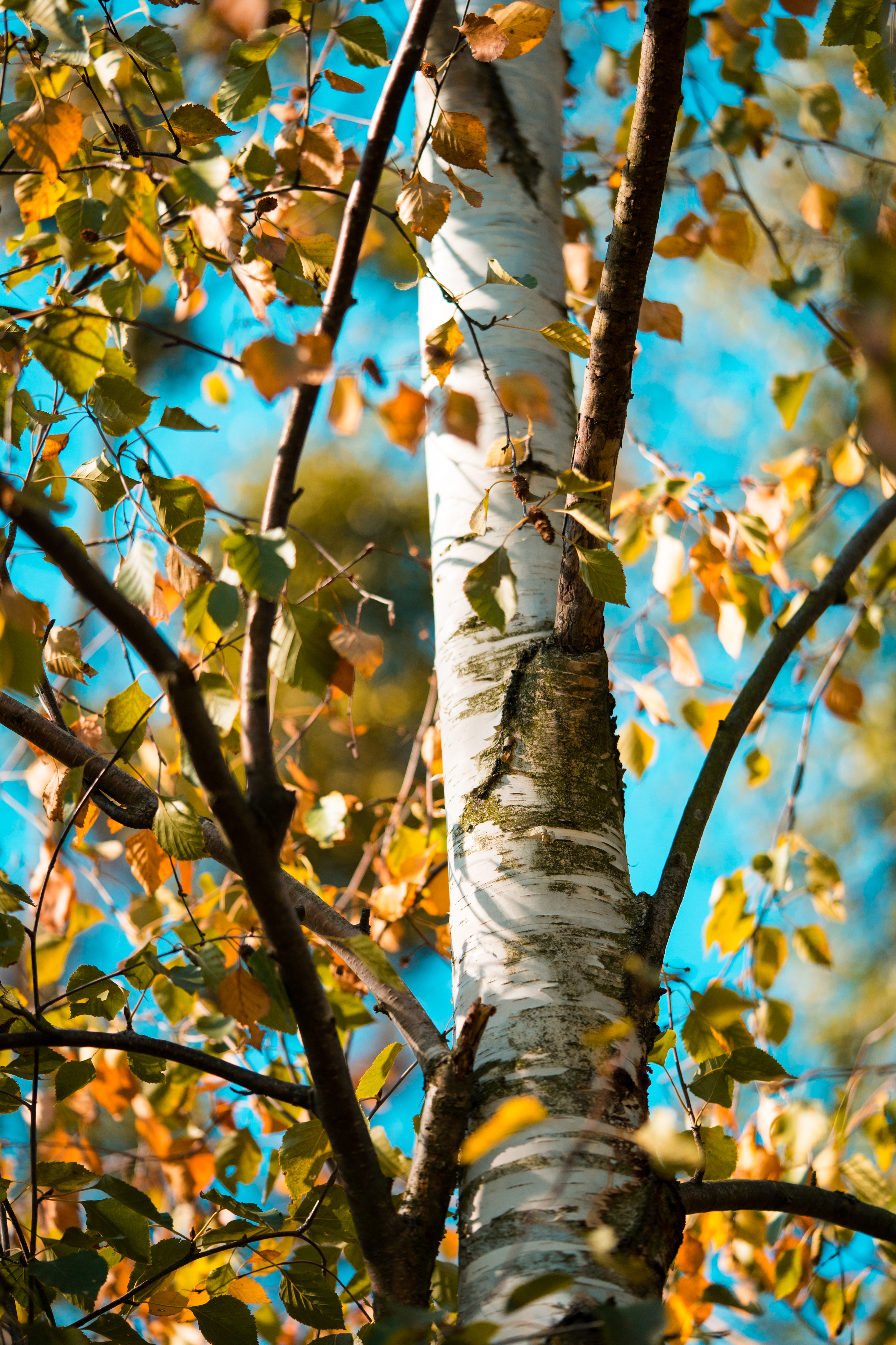 Birch Tree Wallpapers