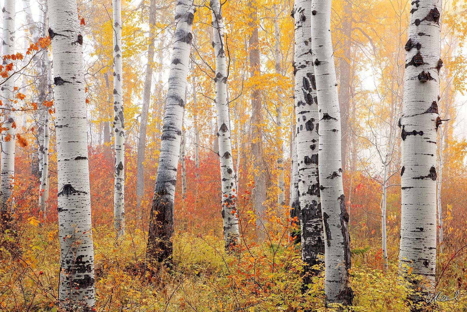 Birch Tree Wallpapers