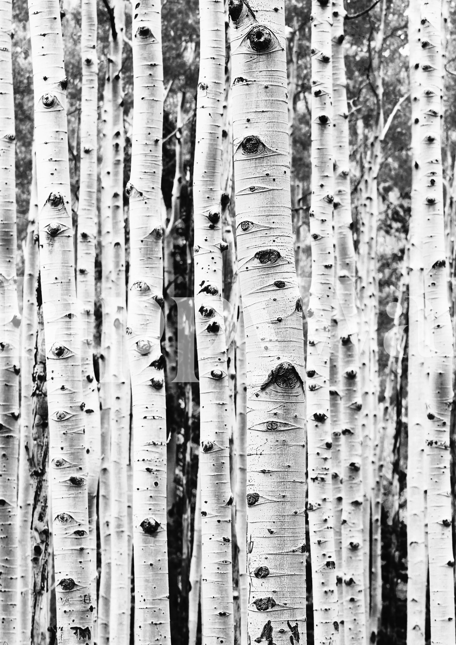 Birch Tree Ikea Wallpapers