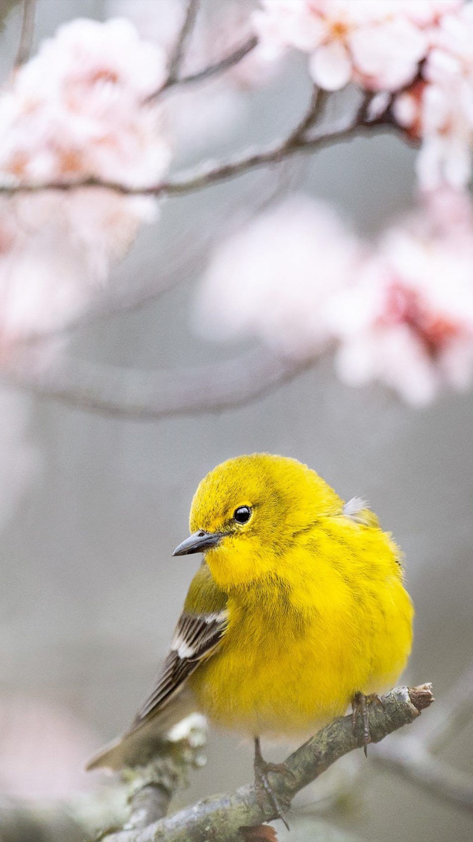 Bird Phone Wallpapers