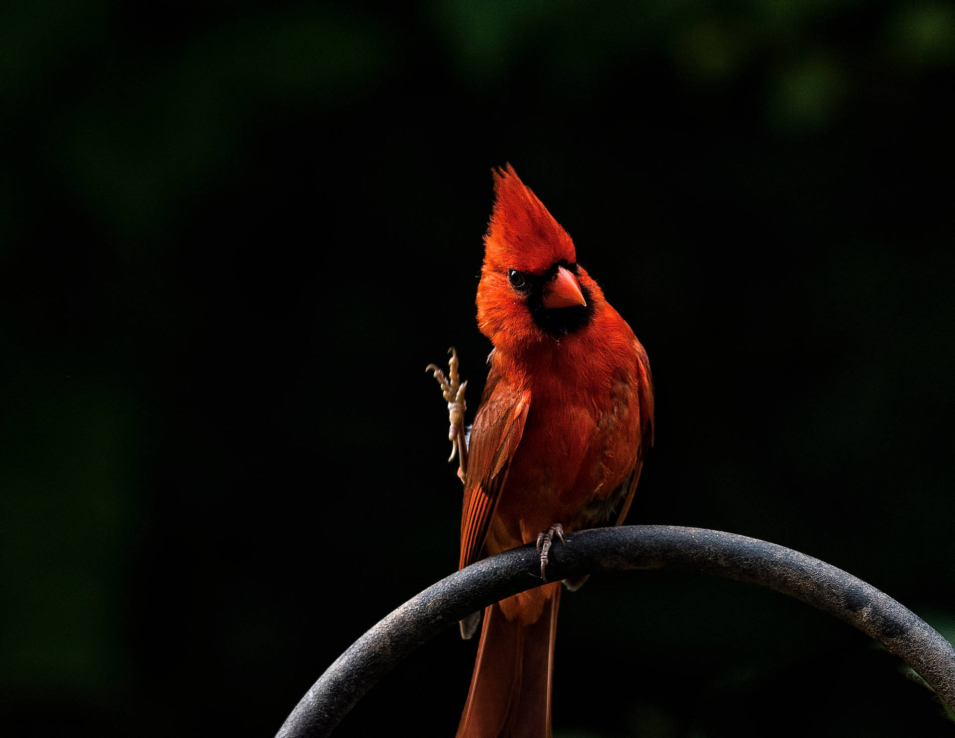 Bird Phone Wallpapers