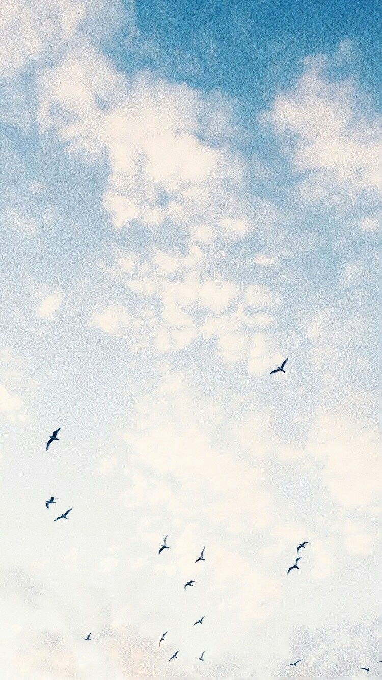 Birds Aesthetic Wallpapers