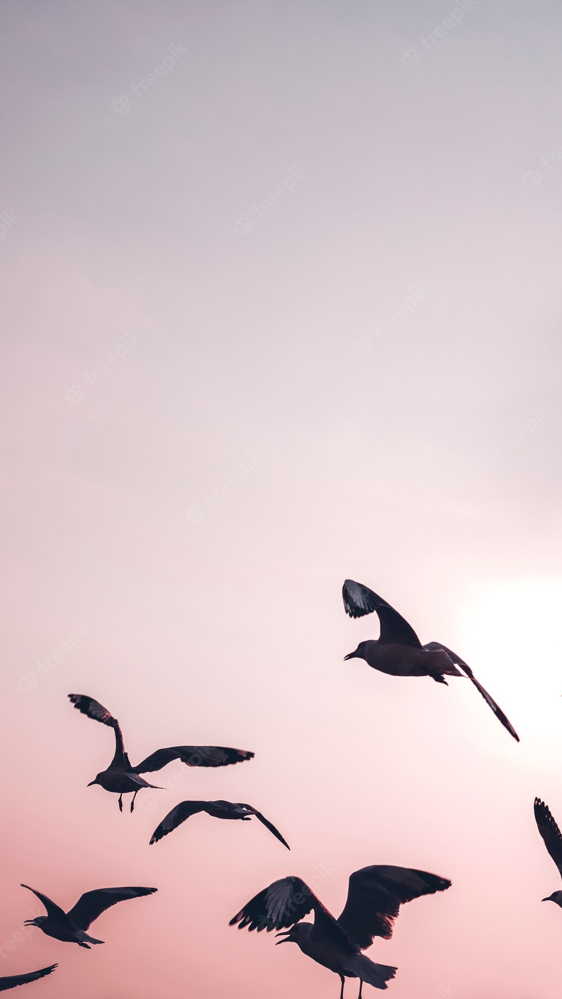 Birds Aesthetic Wallpapers