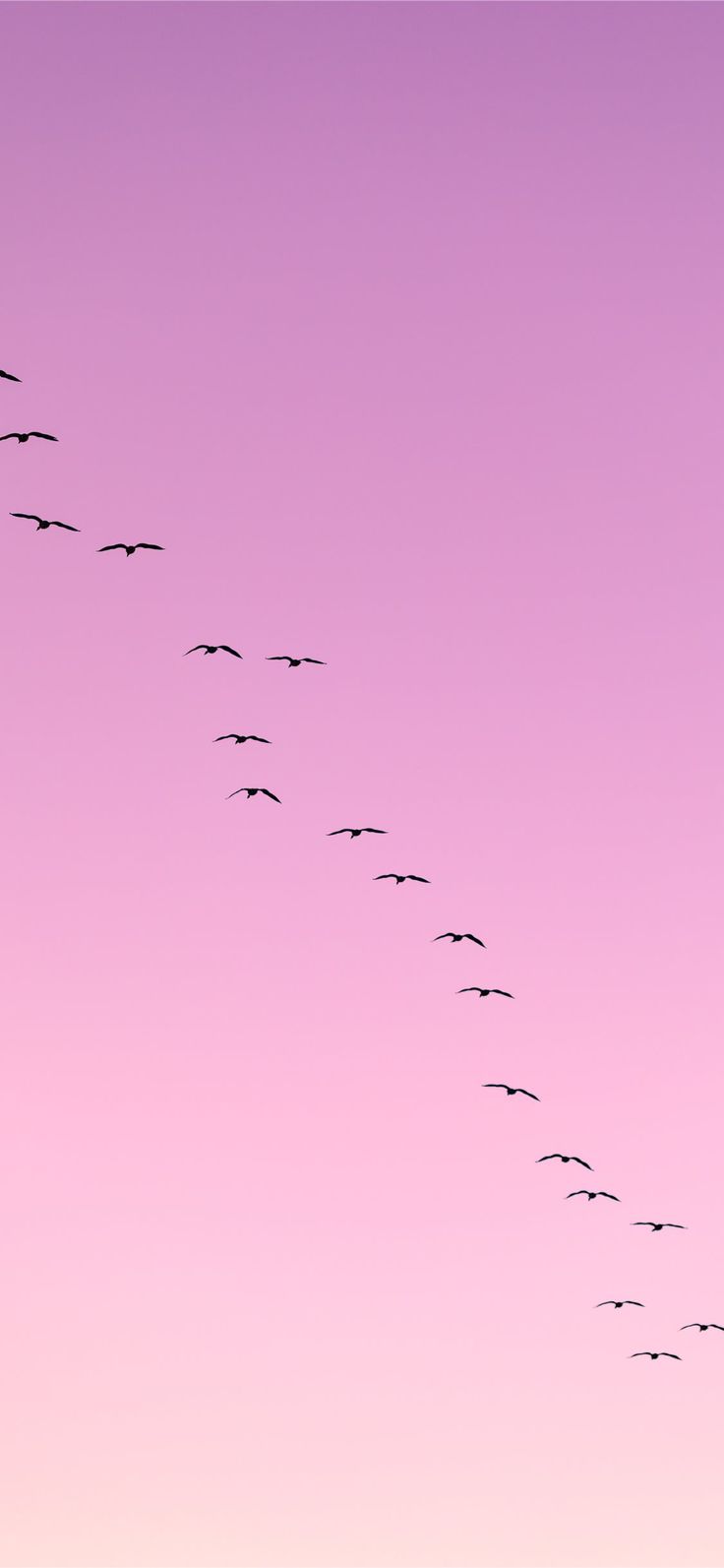 Birds Aesthetic Wallpapers