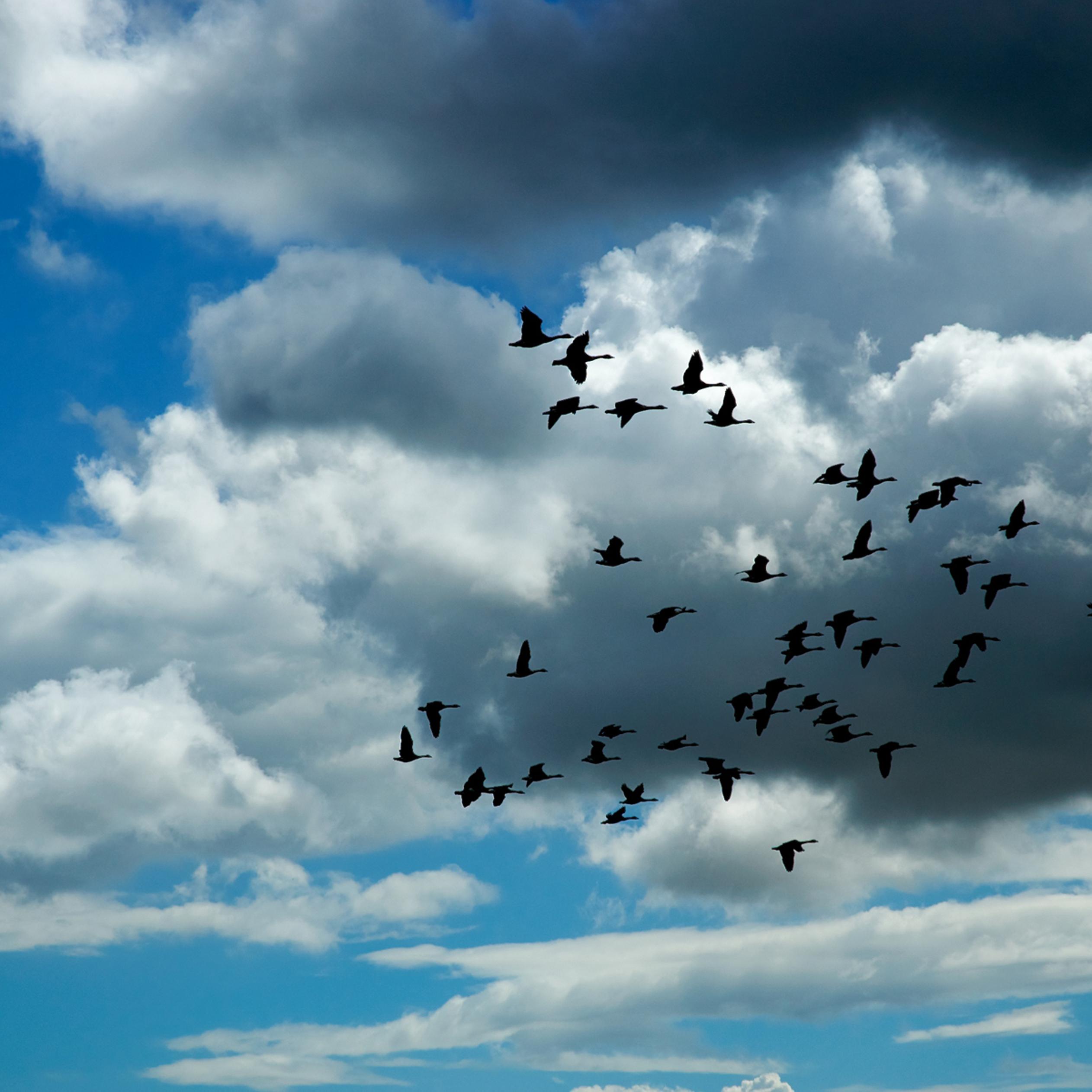 Birds And Clouds Wallpapers