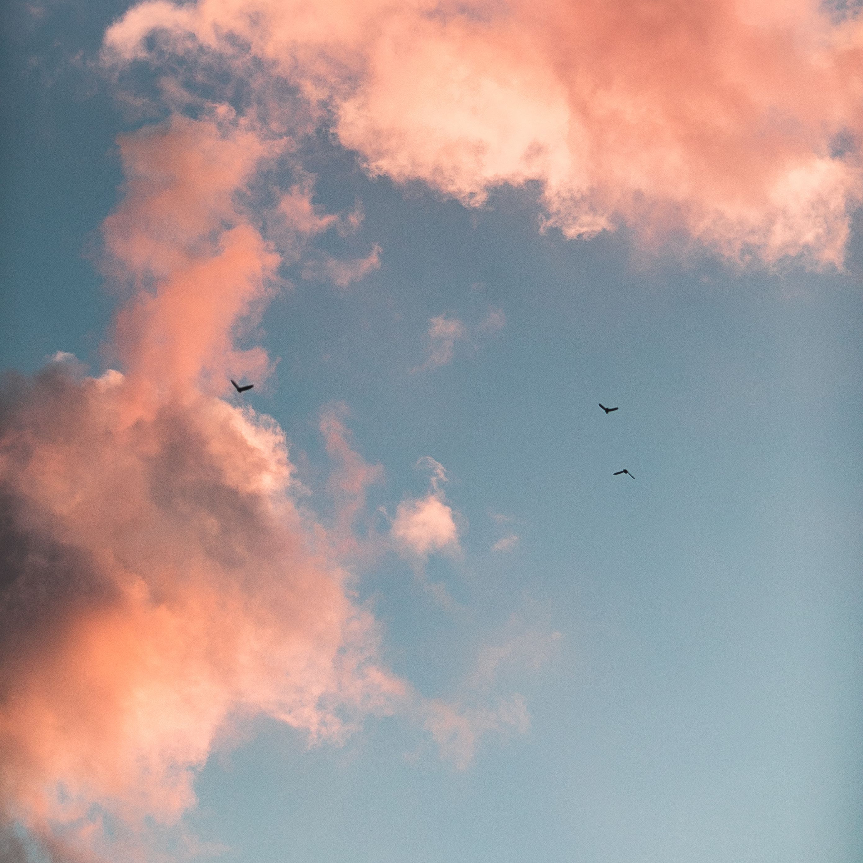 Birds And Clouds Wallpapers