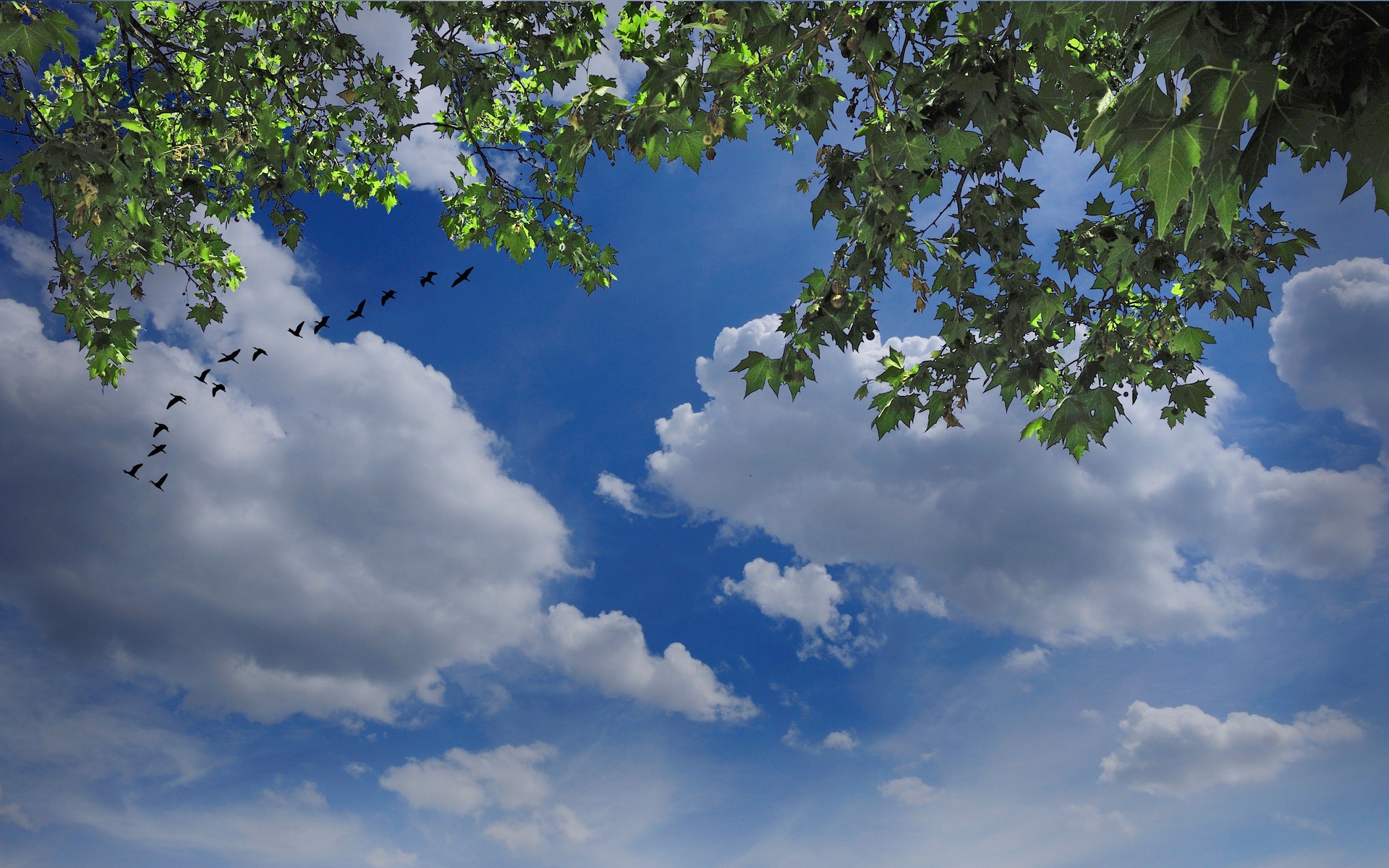 Birds And Clouds Wallpapers