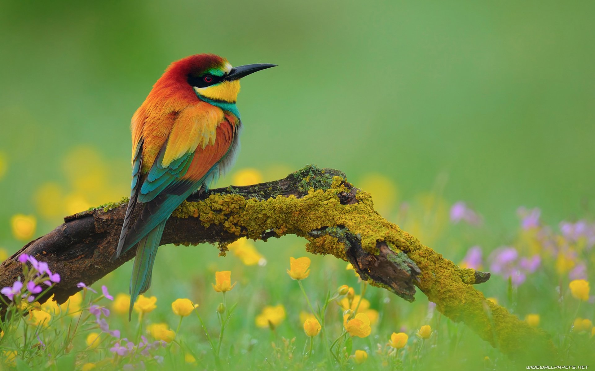 Birds Nature Wallpapers