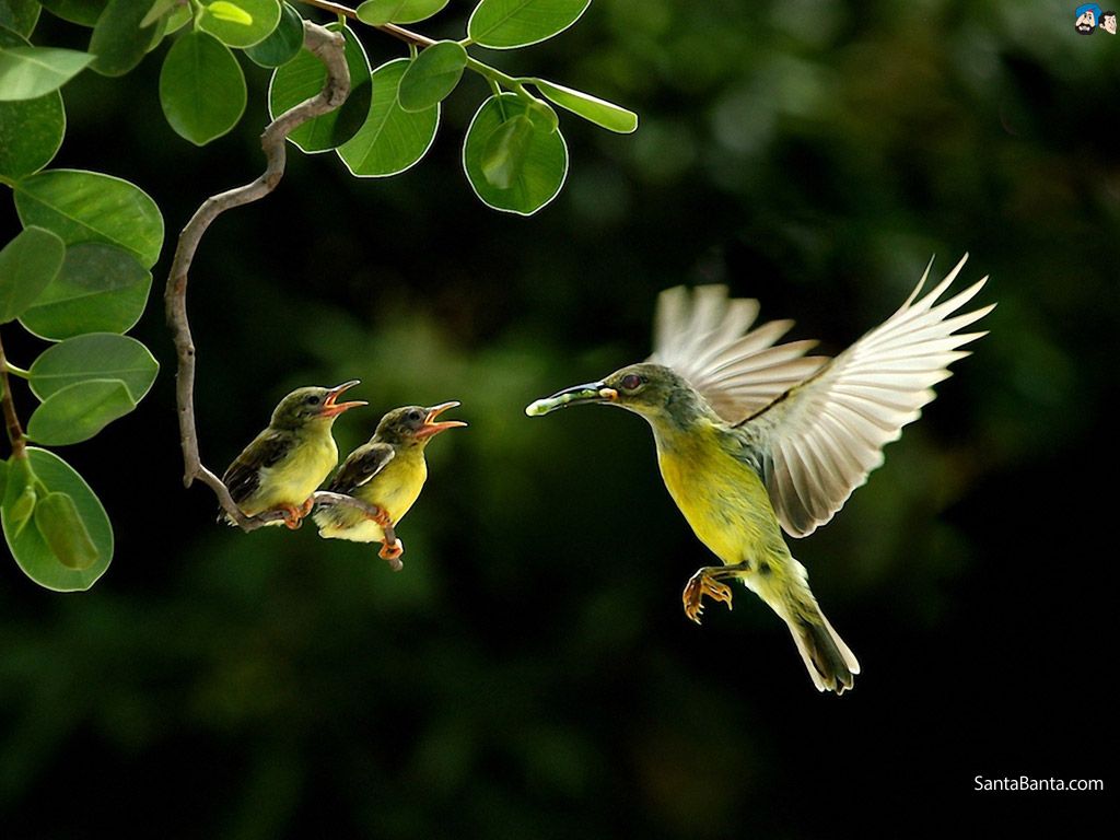 Birds Nature Wallpapers