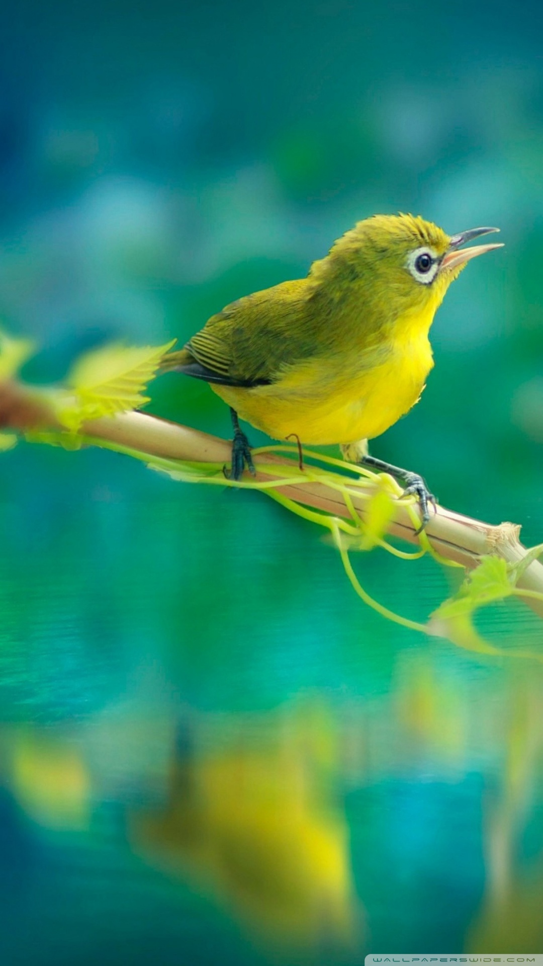 Birds Nature Wallpapers