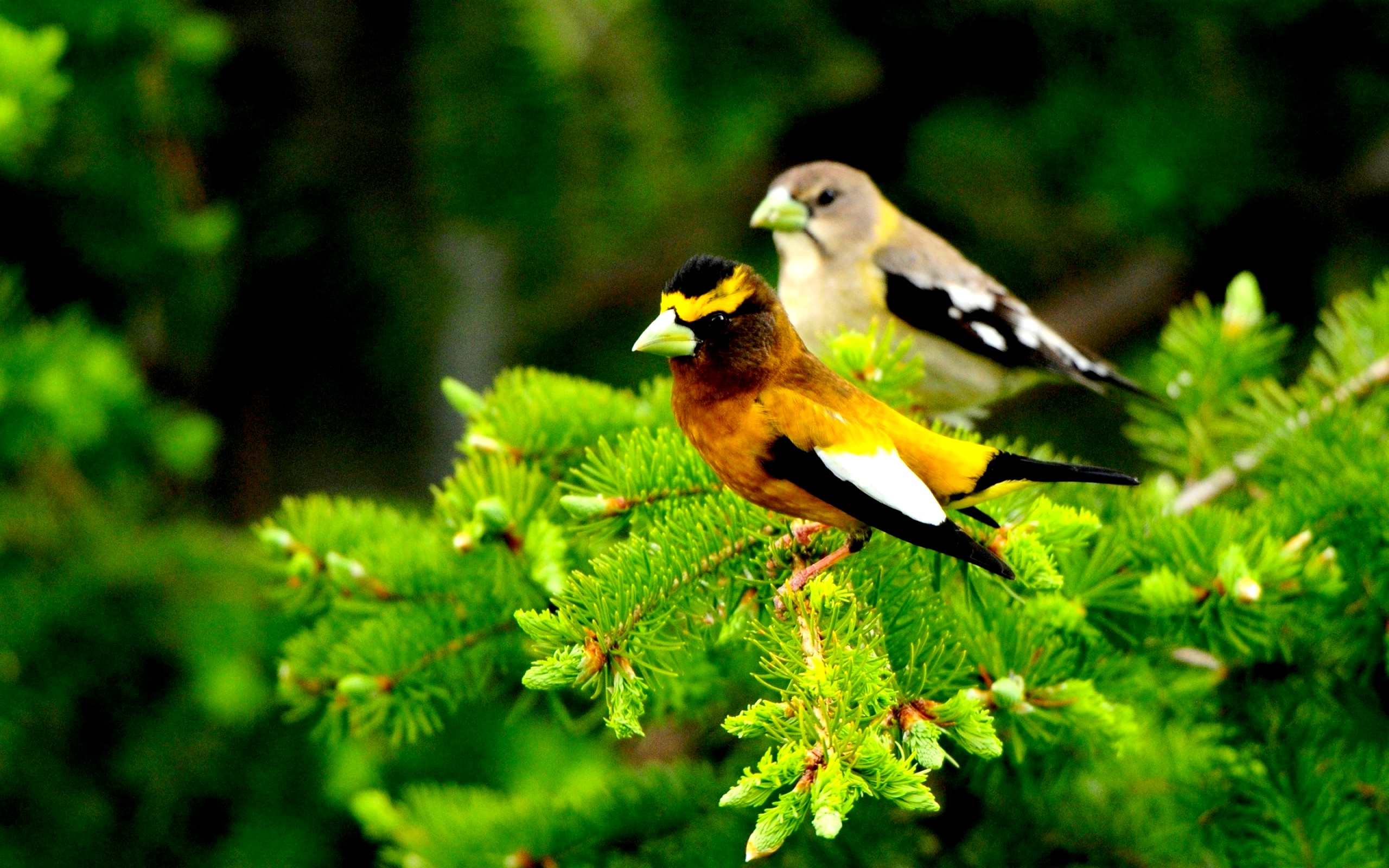 Birds Nature Wallpapers