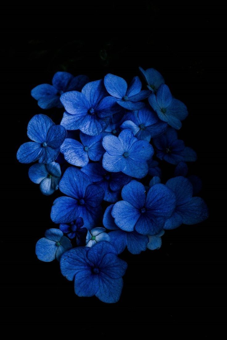 Black And Blue Flower Wallpapers
