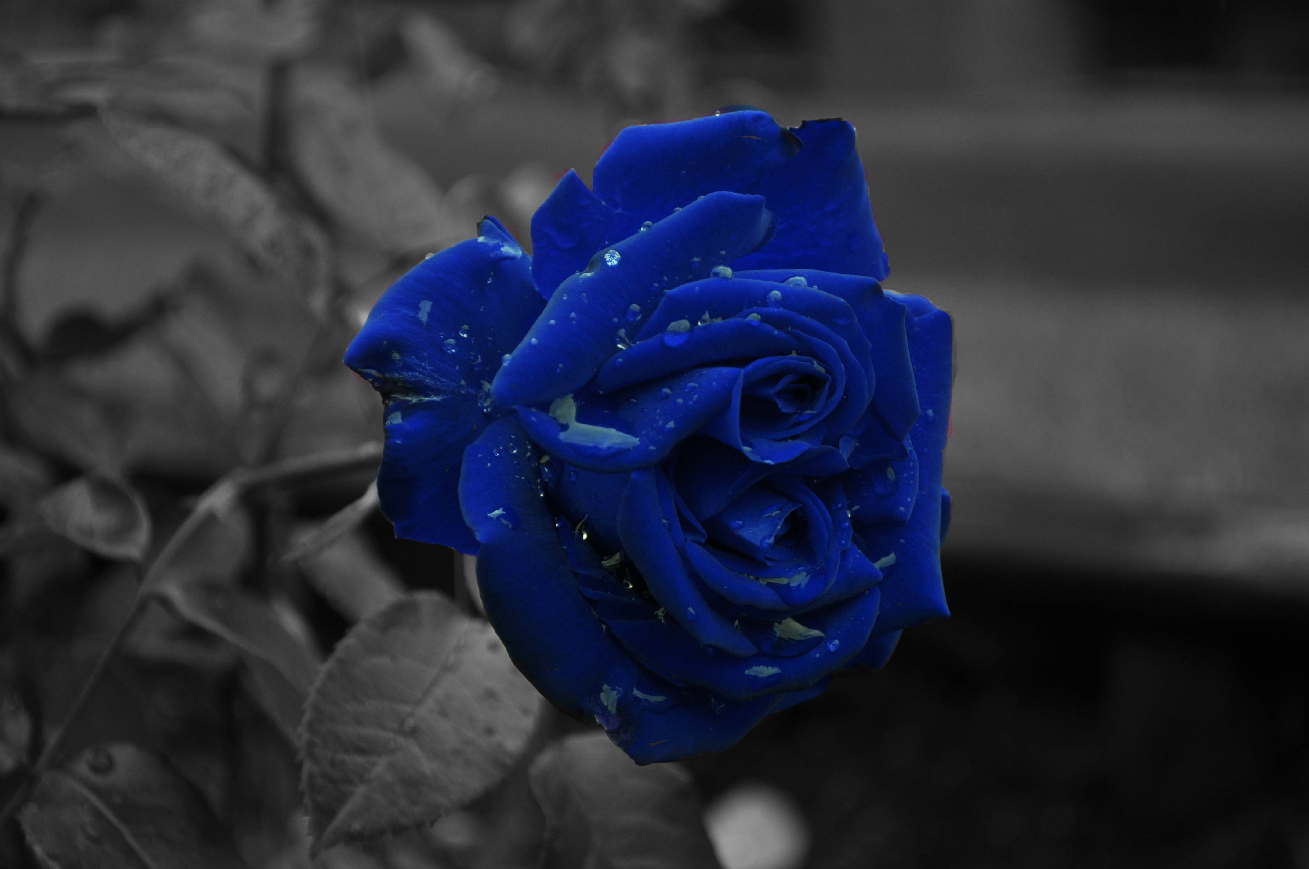 Black And Blue Flower Wallpapers
