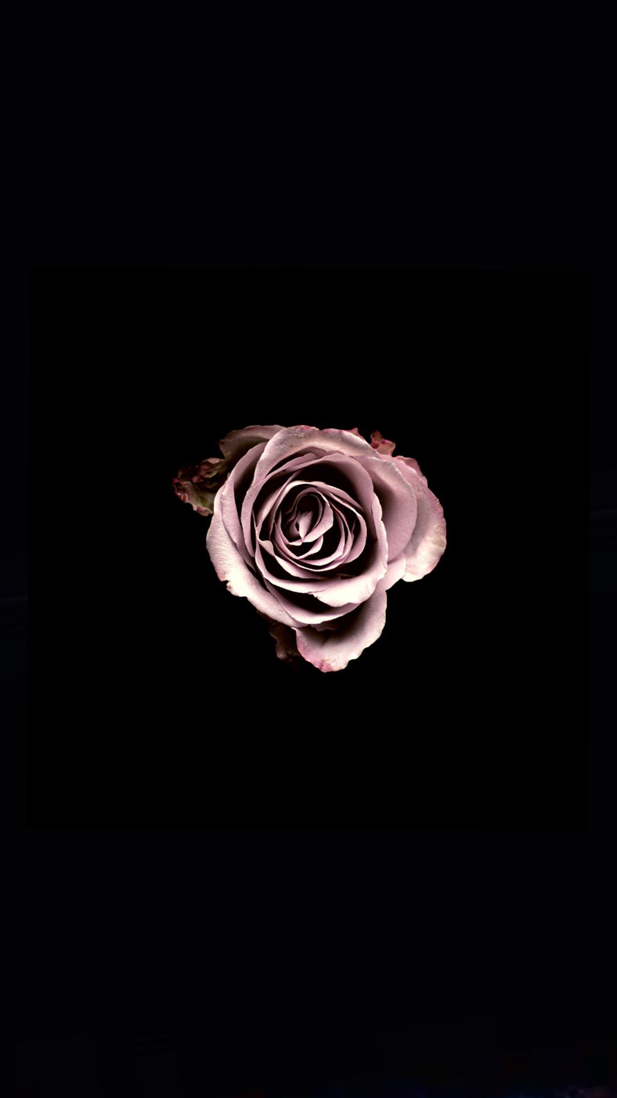 Black And Pink Rose Wallpapers