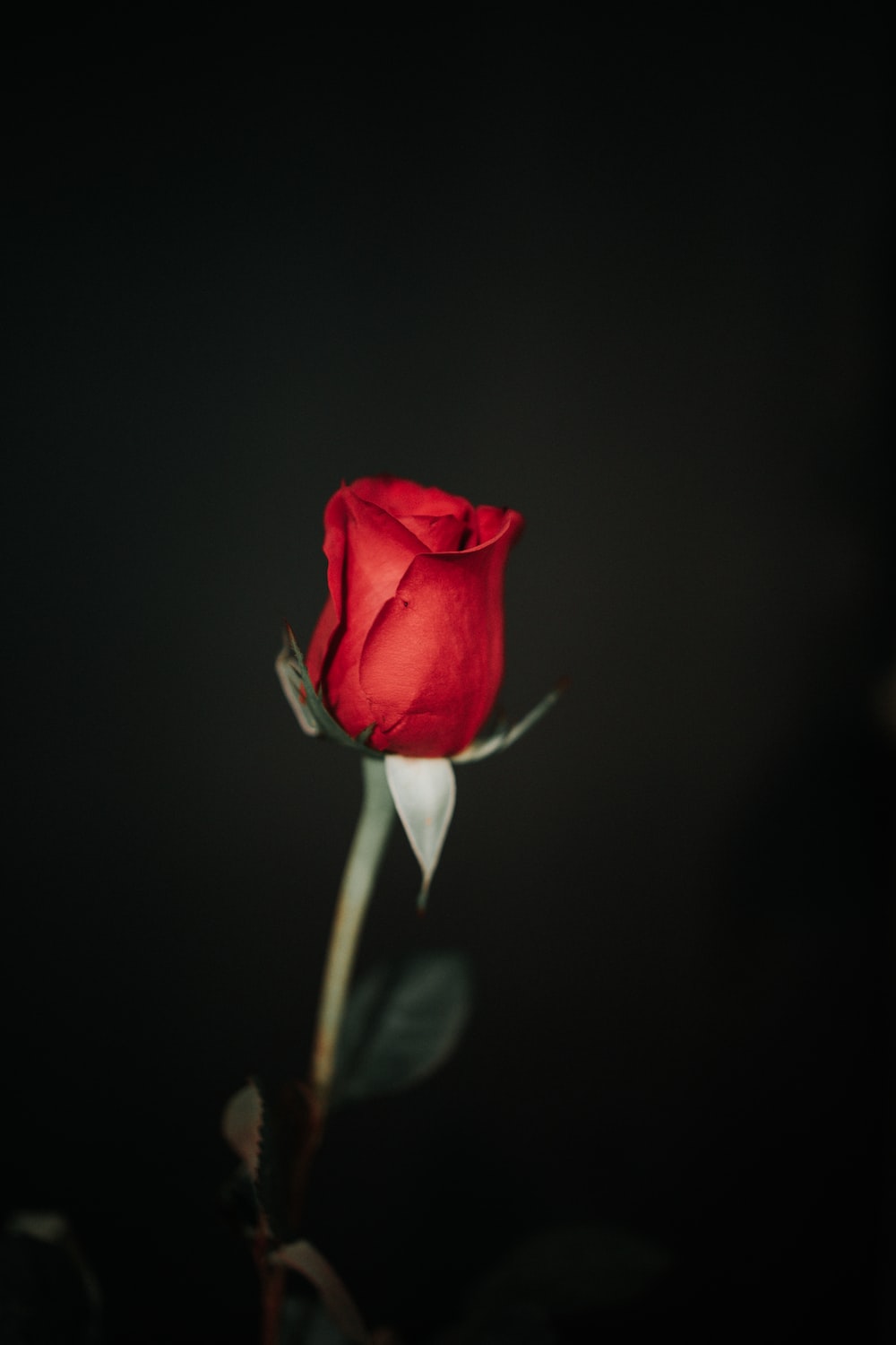 Black And Red Rose Wallpapers