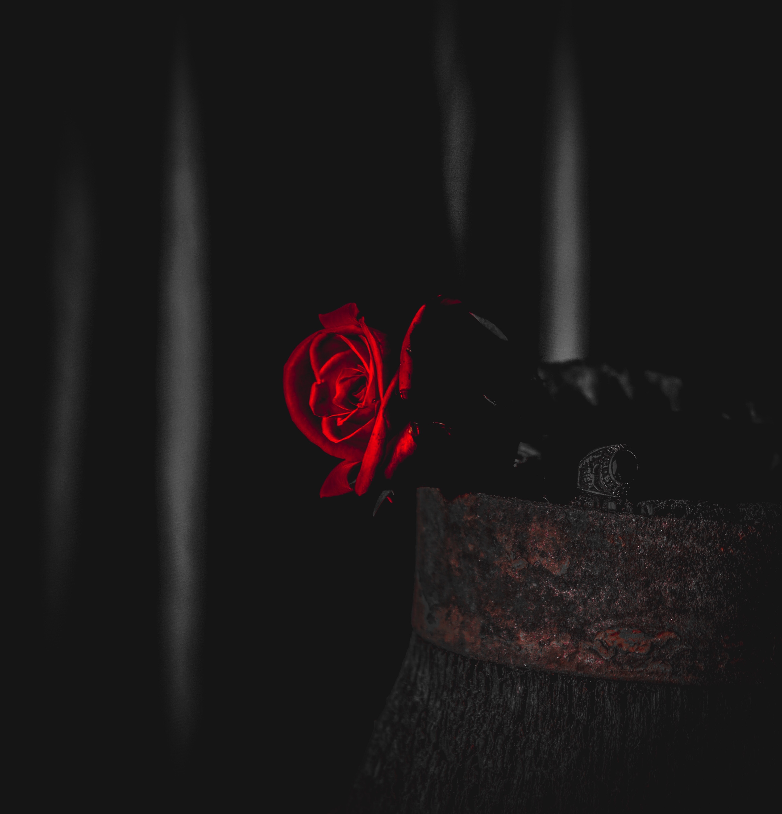 Black And Red Rose Wallpapers