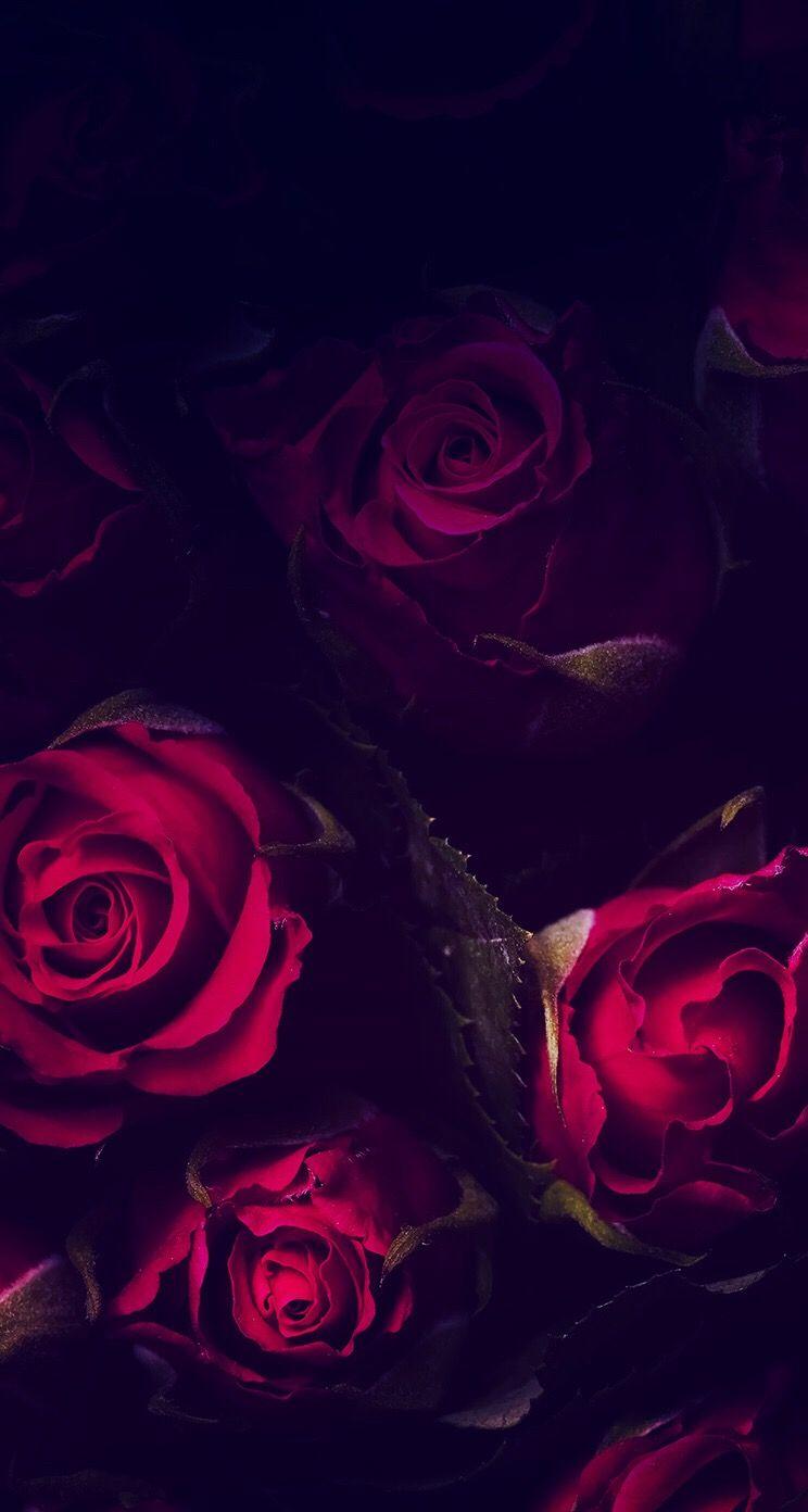 Black And Red Rose Wallpapers