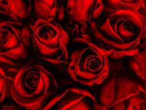 Black And Red Rose Wallpapers