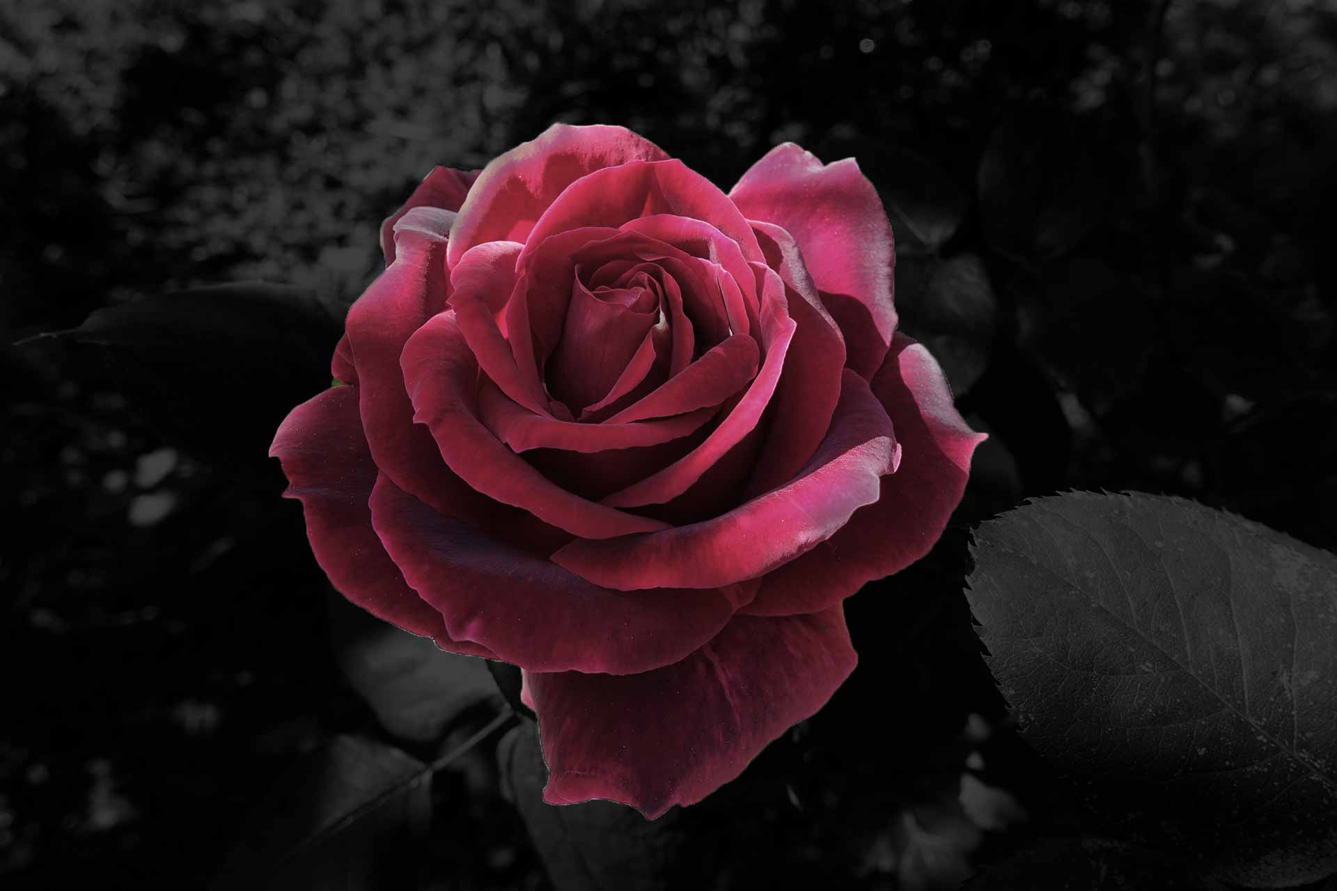 Black And Red Rose Wallpapers