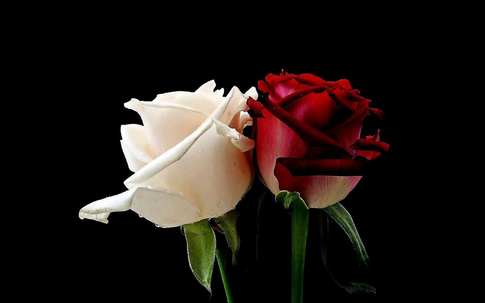 Black And Red Rose Wallpapers