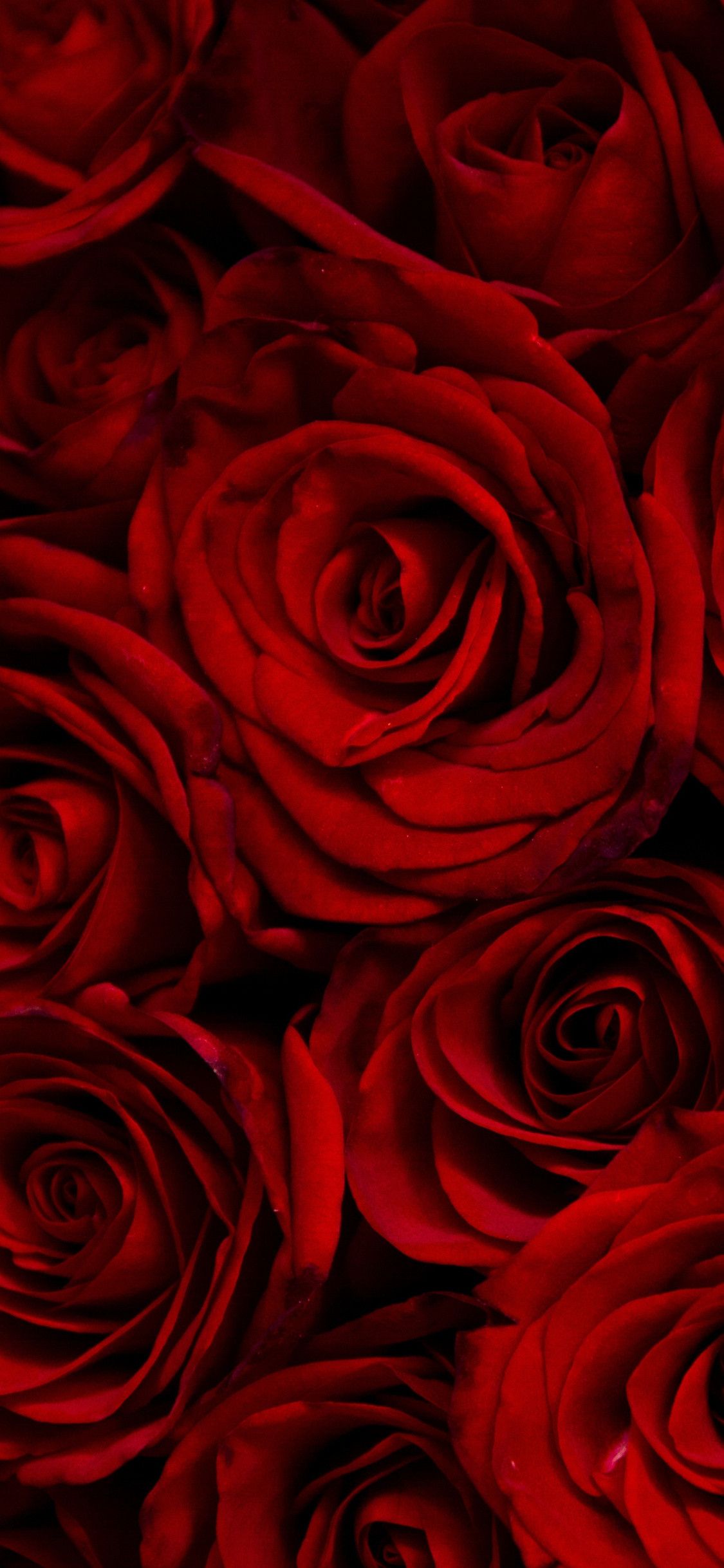 Black And Red Rose Wallpapers