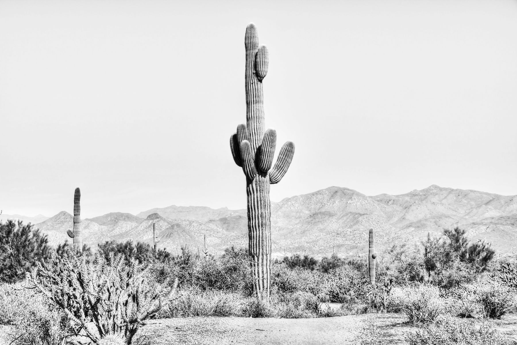 Black And White Cactus Wallpapers
