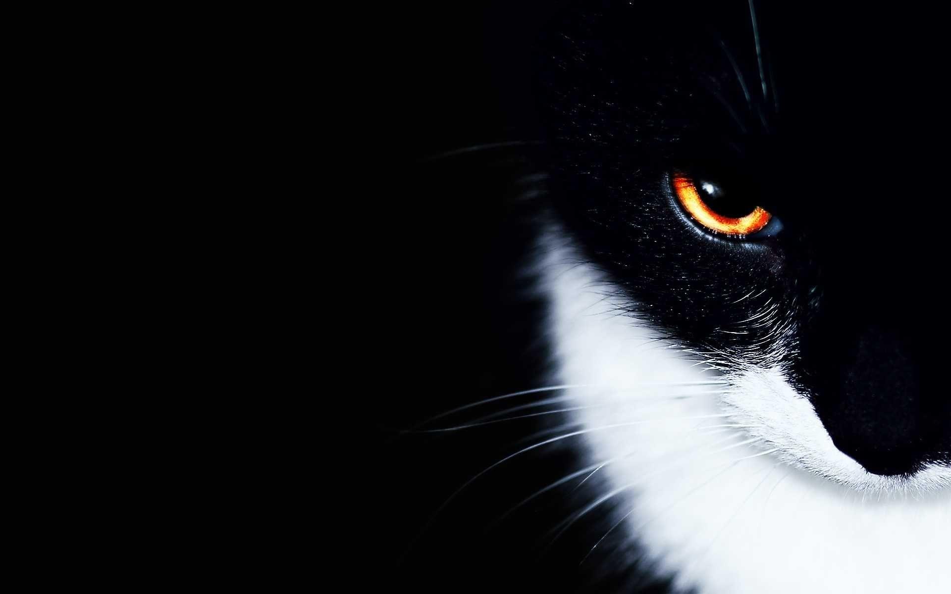 Black And White Cat Wallpapers