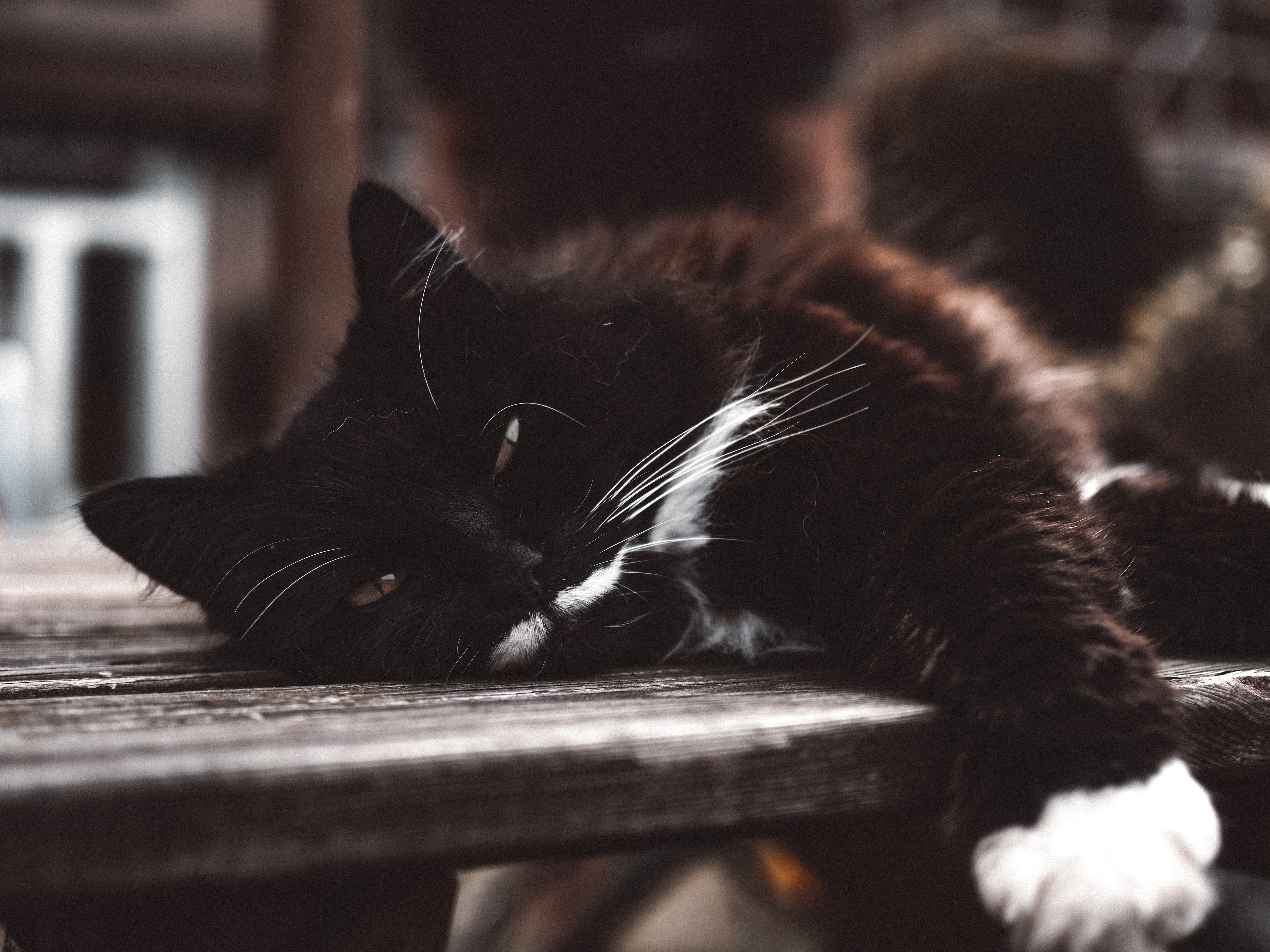 Black And White Cat Wallpapers