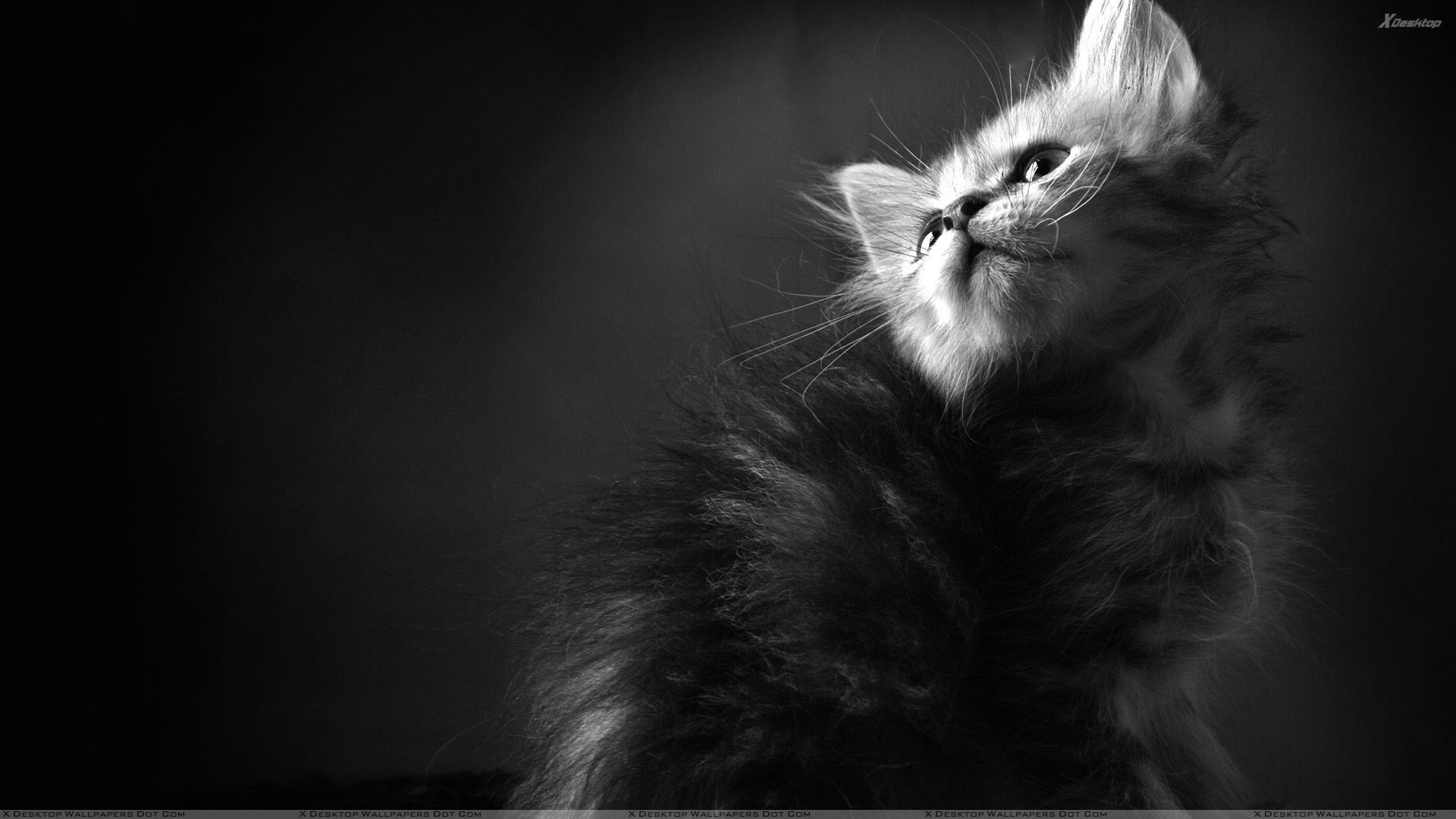 Black And White Cat Wallpapers