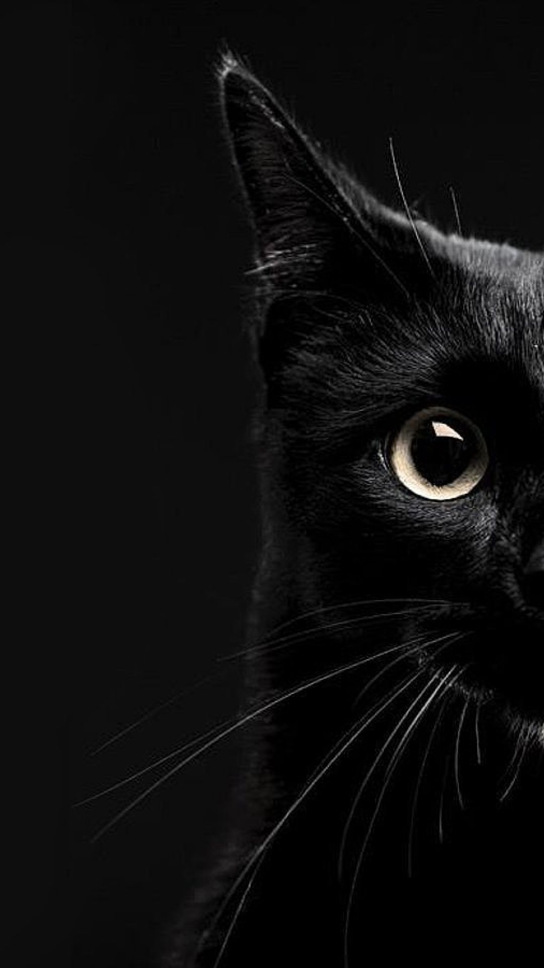 Black And White Cat Wallpapers