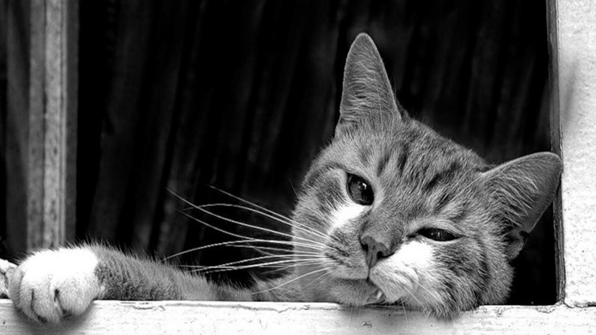 Black And White Cat Wallpapers