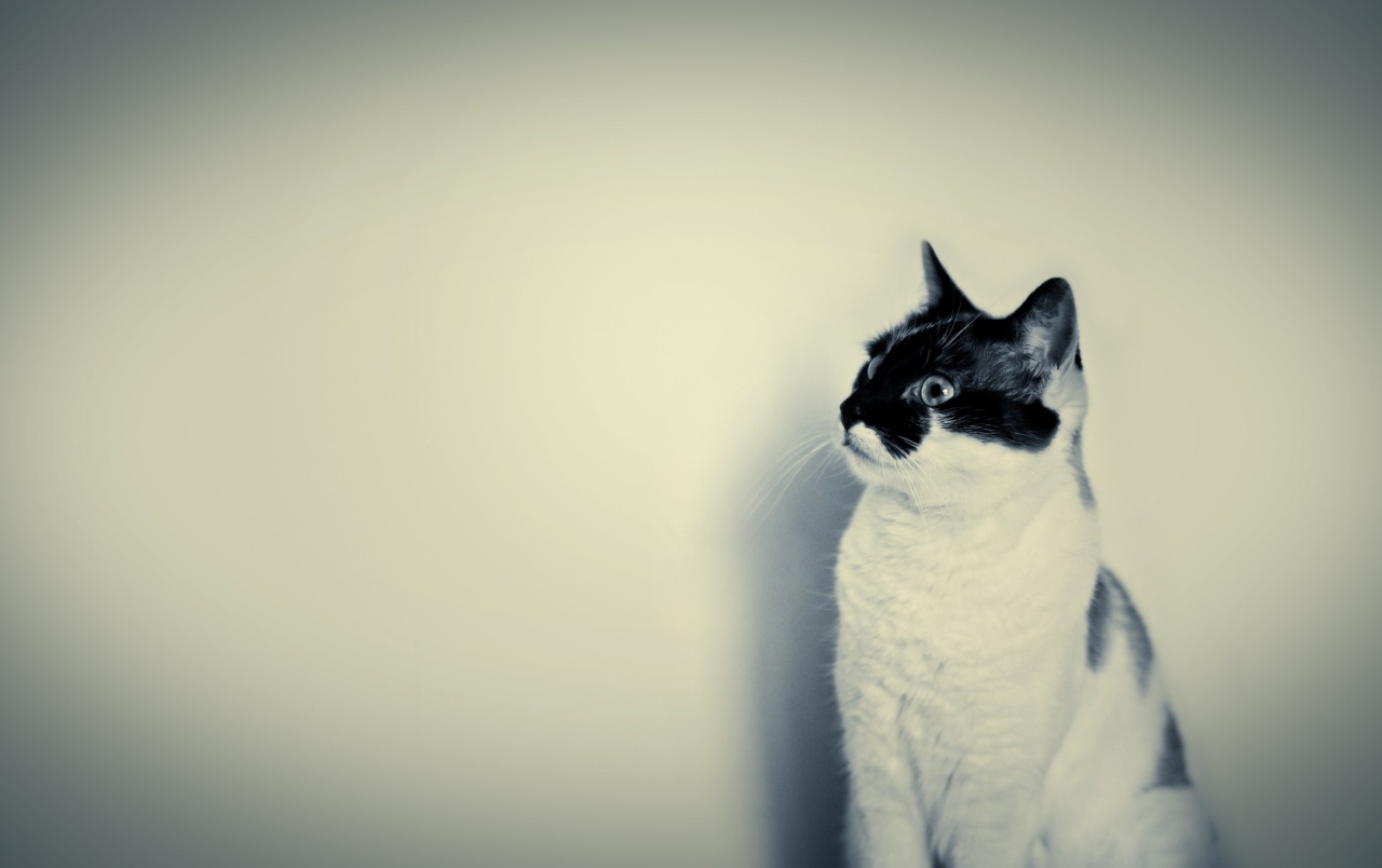 Black And White Cat Wallpapers