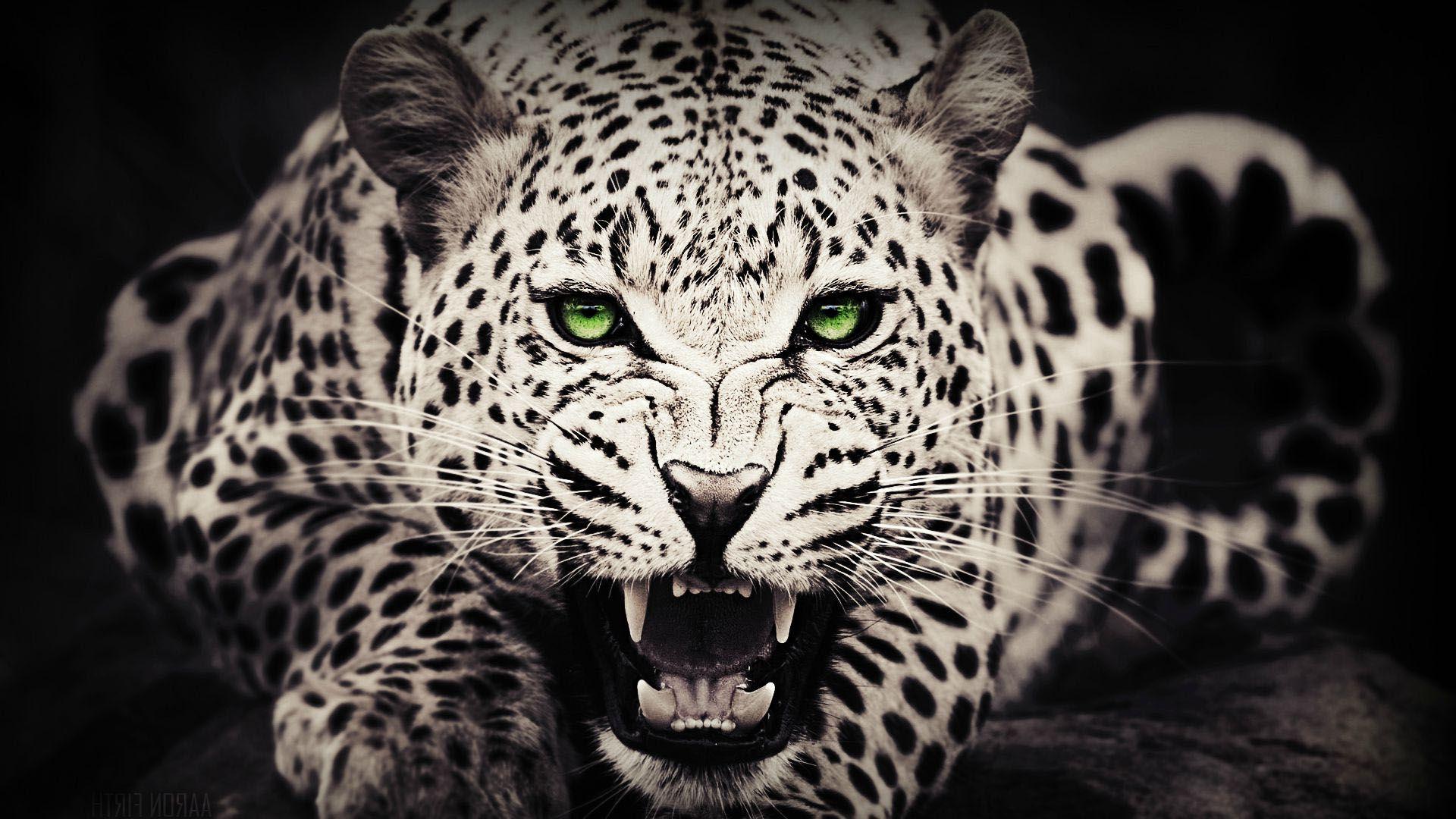 Black And White Cheetah Wallpapers