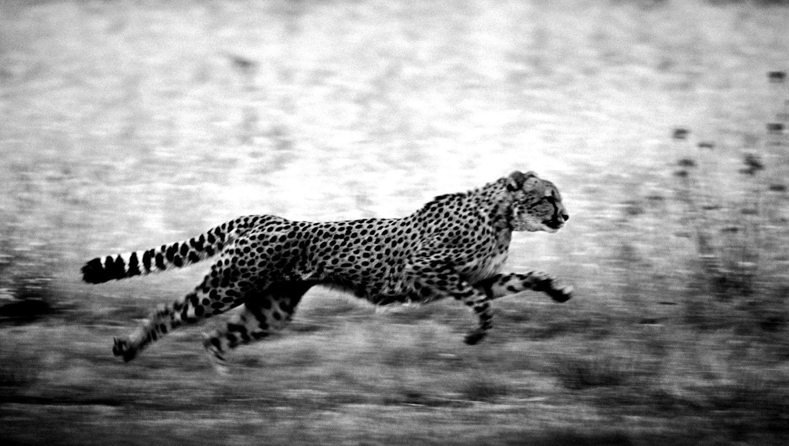 Black And White Cheetah Wallpapers