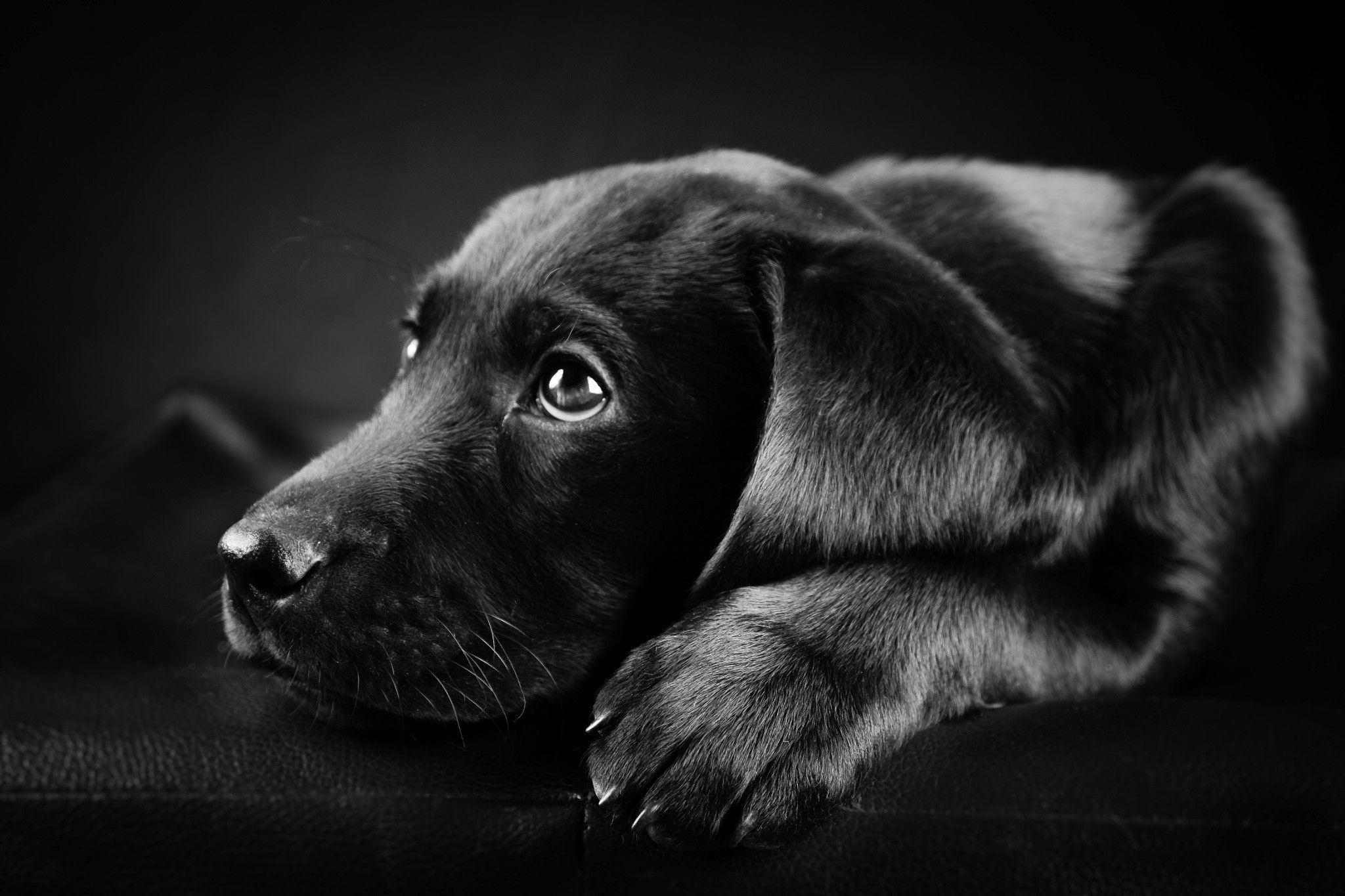 Black And White Dog Wallpapers