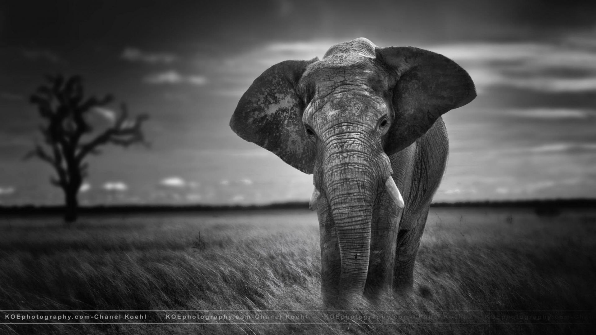 Black And White Elephant Wallpapers