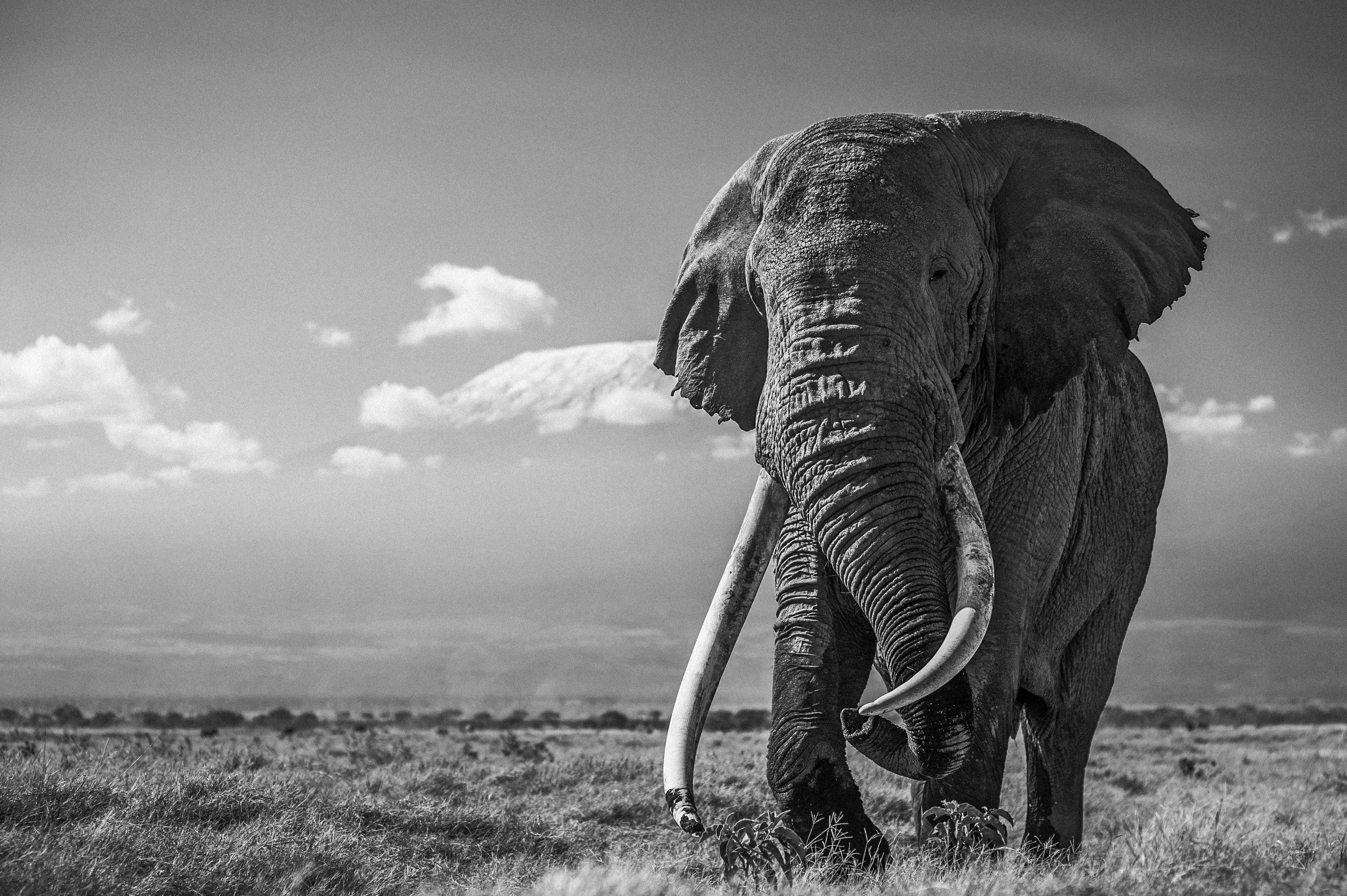 Black And White Elephant Wallpapers