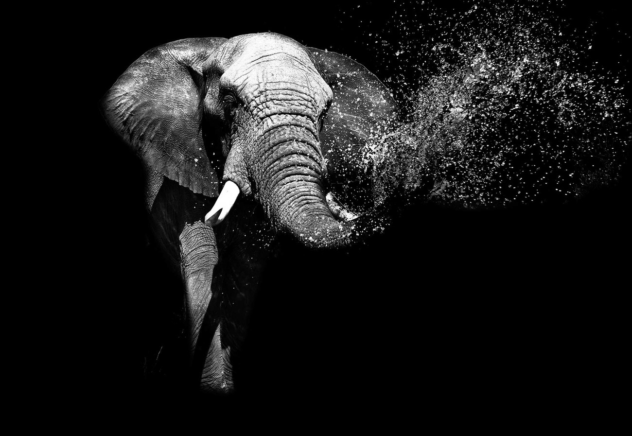 Black And White Elephant Wallpapers