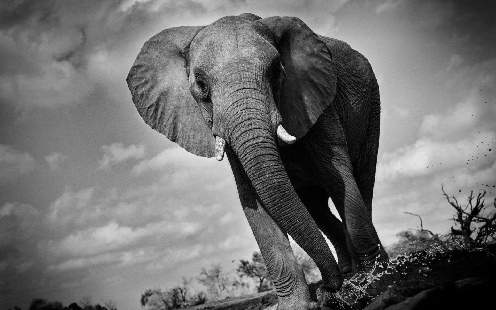 Black And White Elephant Wallpapers