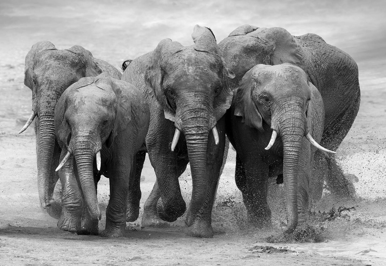 Black And White Elephant Wallpapers