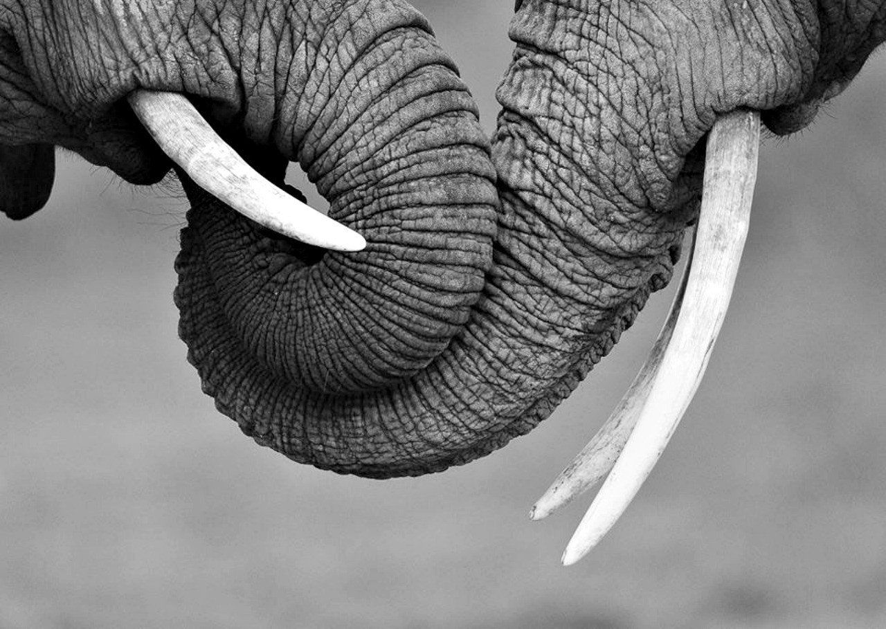 Black And White Elephant Wallpapers