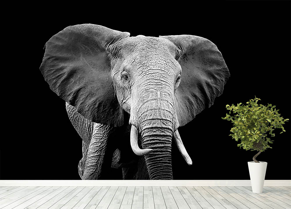 Black And White Elephant Wallpapers