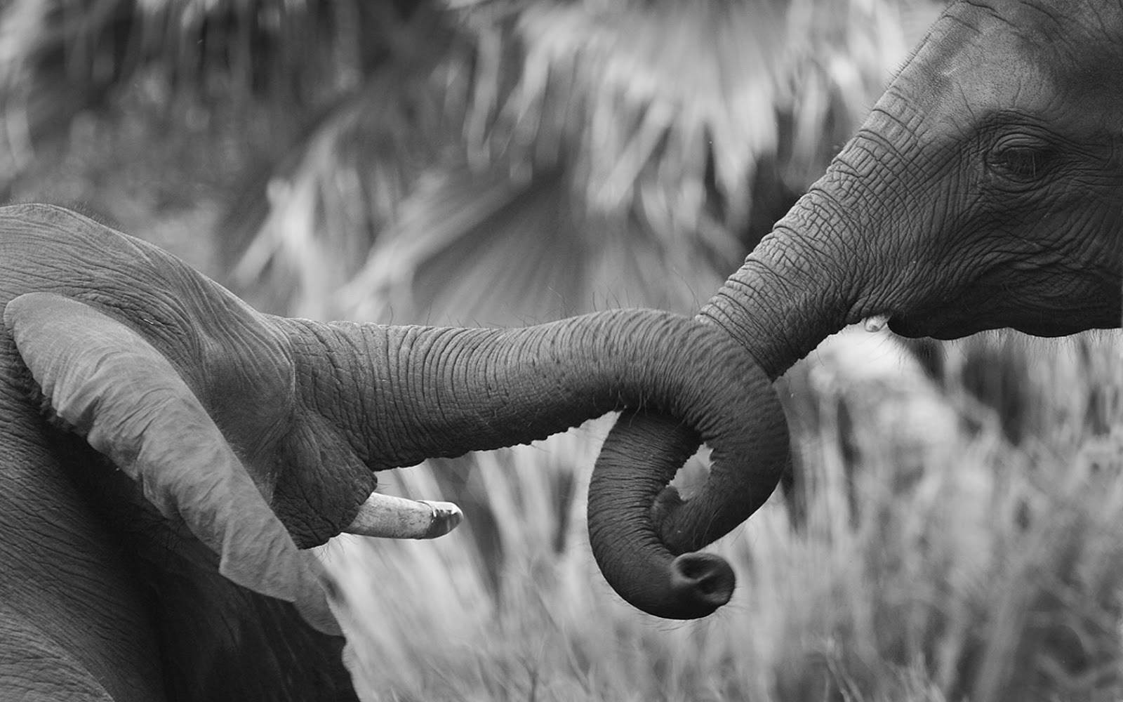 Black And White Elephant Wallpapers