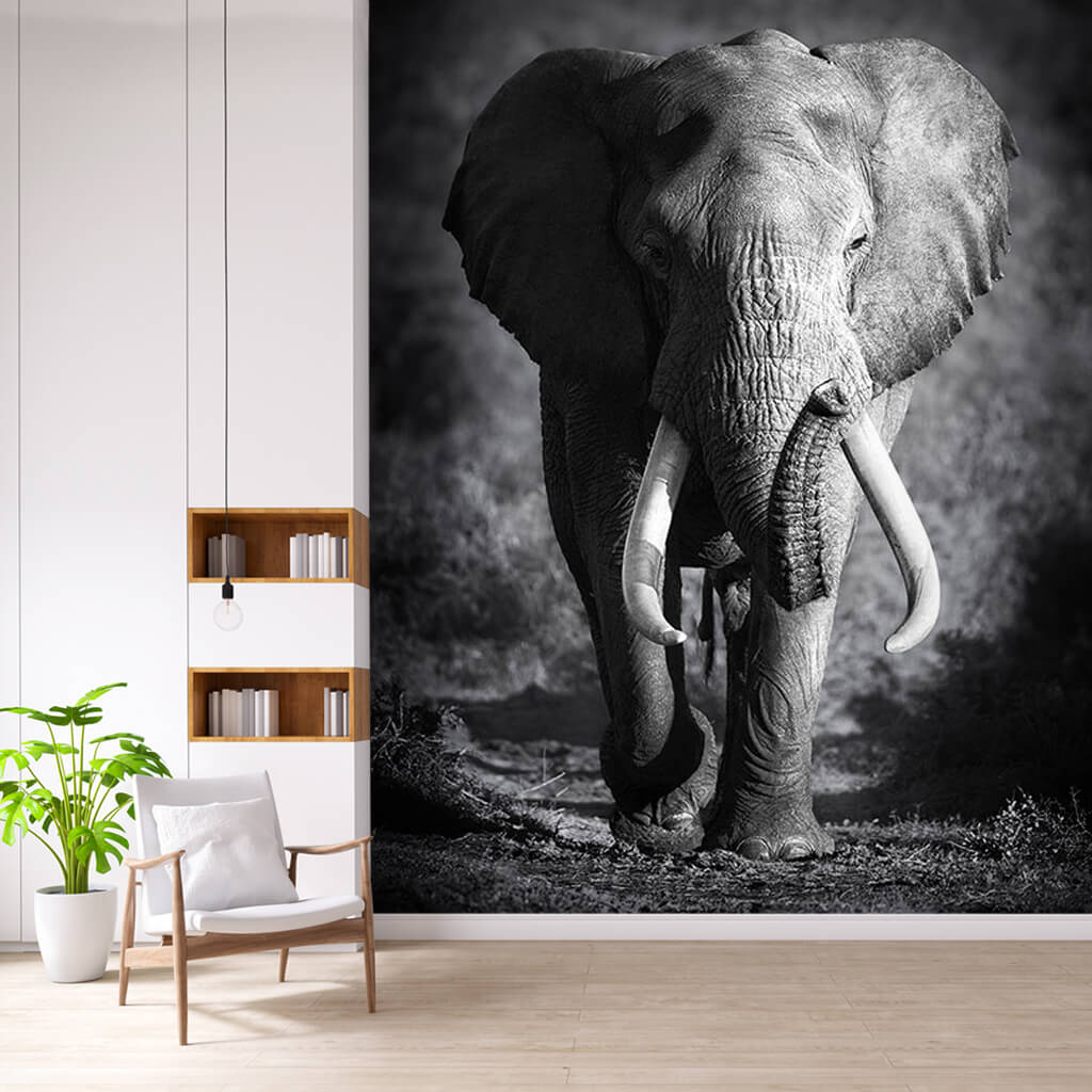 Black And White Elephant Wallpapers